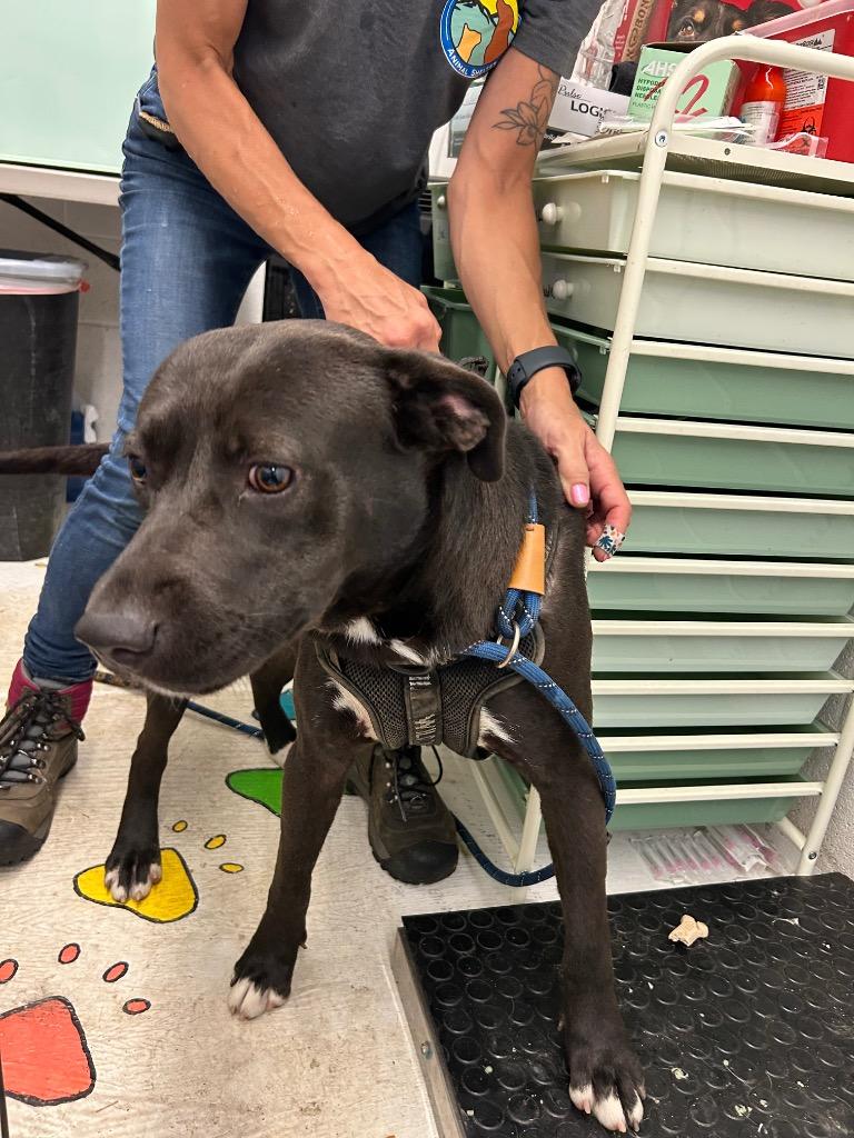 Enlarge Dirk, a Adoptable mixed breed in Chickamauga , GA image 2/2