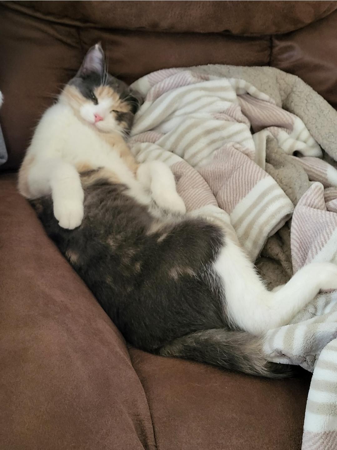 Enlarge River , a ADOPTABLE Domestic Medium Hair in Waverly, IA image 1/1