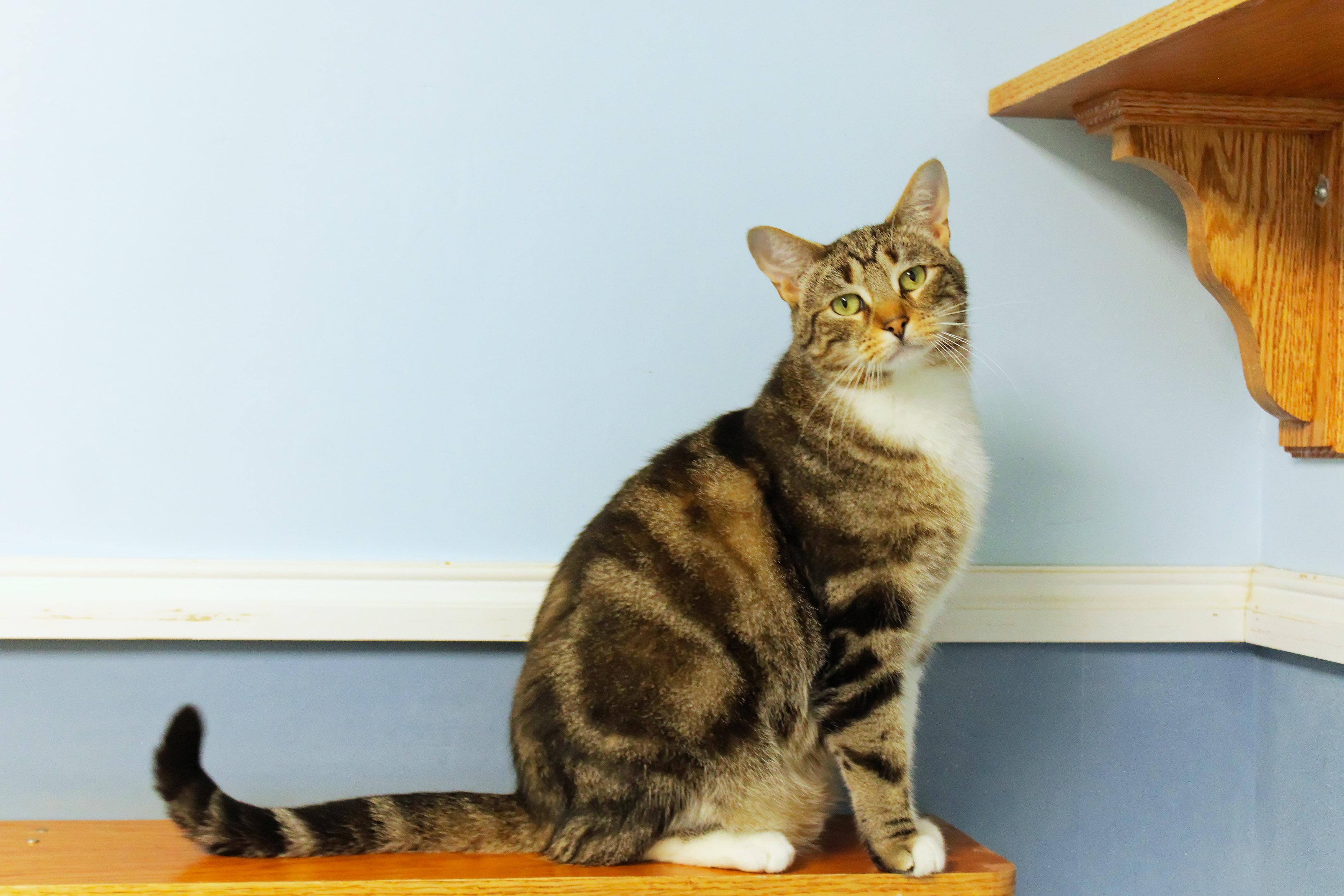 Clyde, a ADOPTABLE Domestic Short Hair in Urbana, OH image 1/6