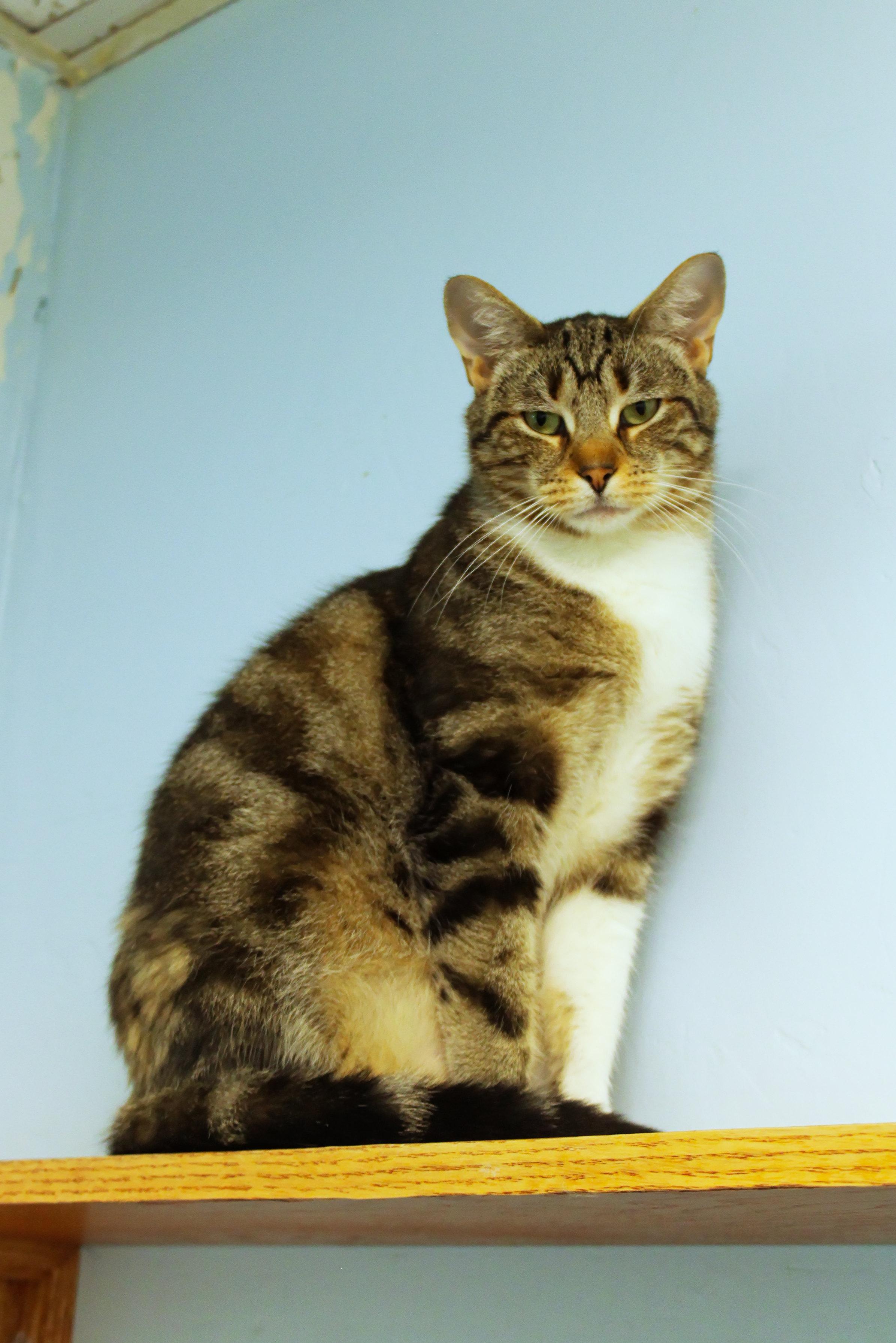 Clyde, a ADOPTABLE Domestic Short Hair in Urbana, OH image 3/6