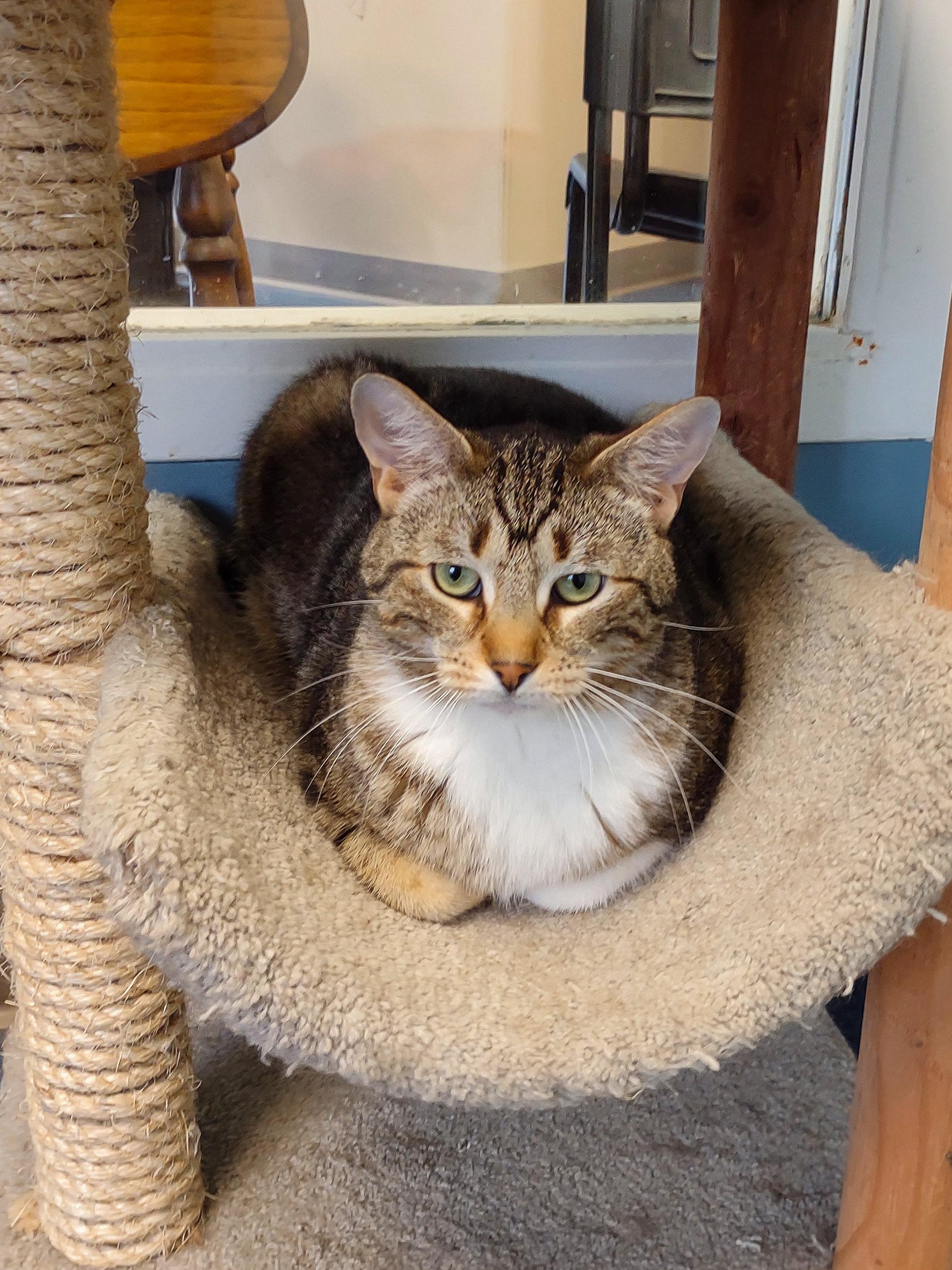 Enlarge Clyde, a ADOPTABLE Domestic Short Hair in Urbana, OH image 1/6