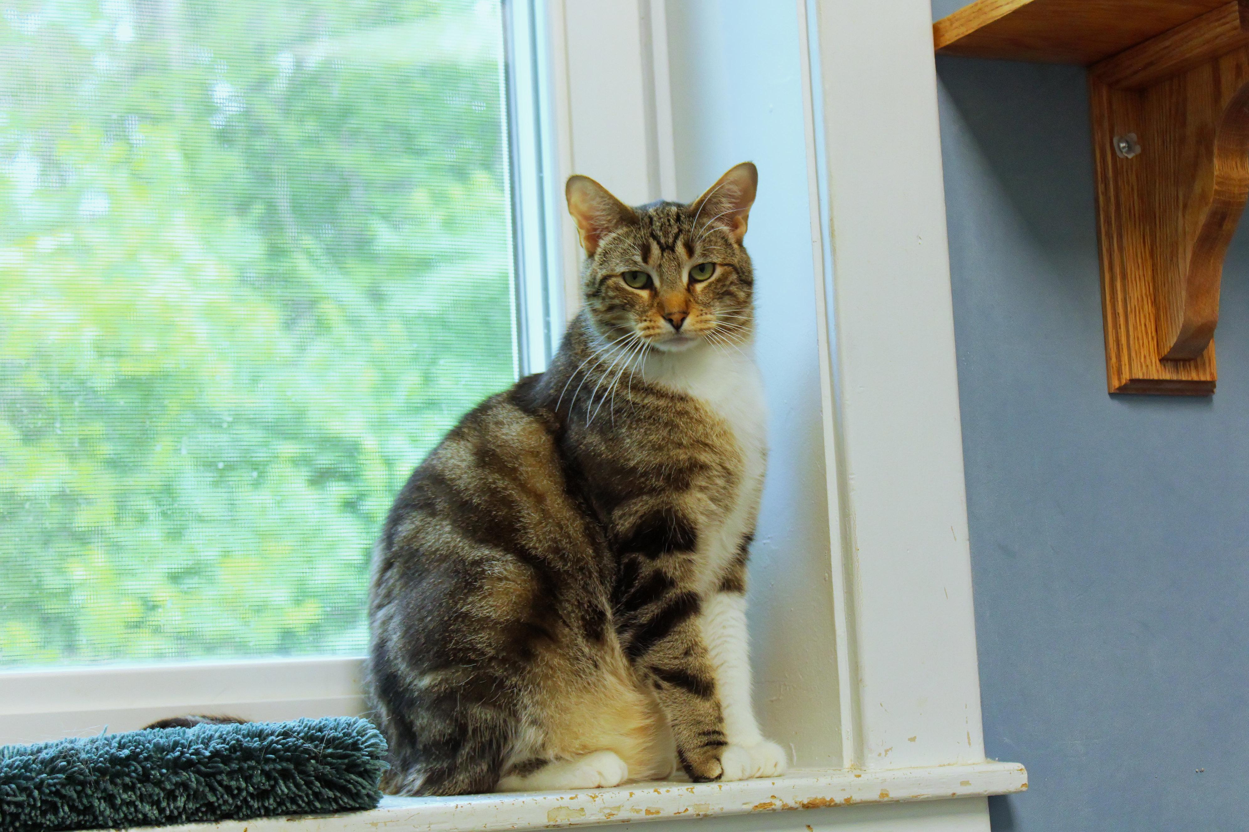 Clyde, a ADOPTABLE Domestic Short Hair in Urbana, OH image 4/6