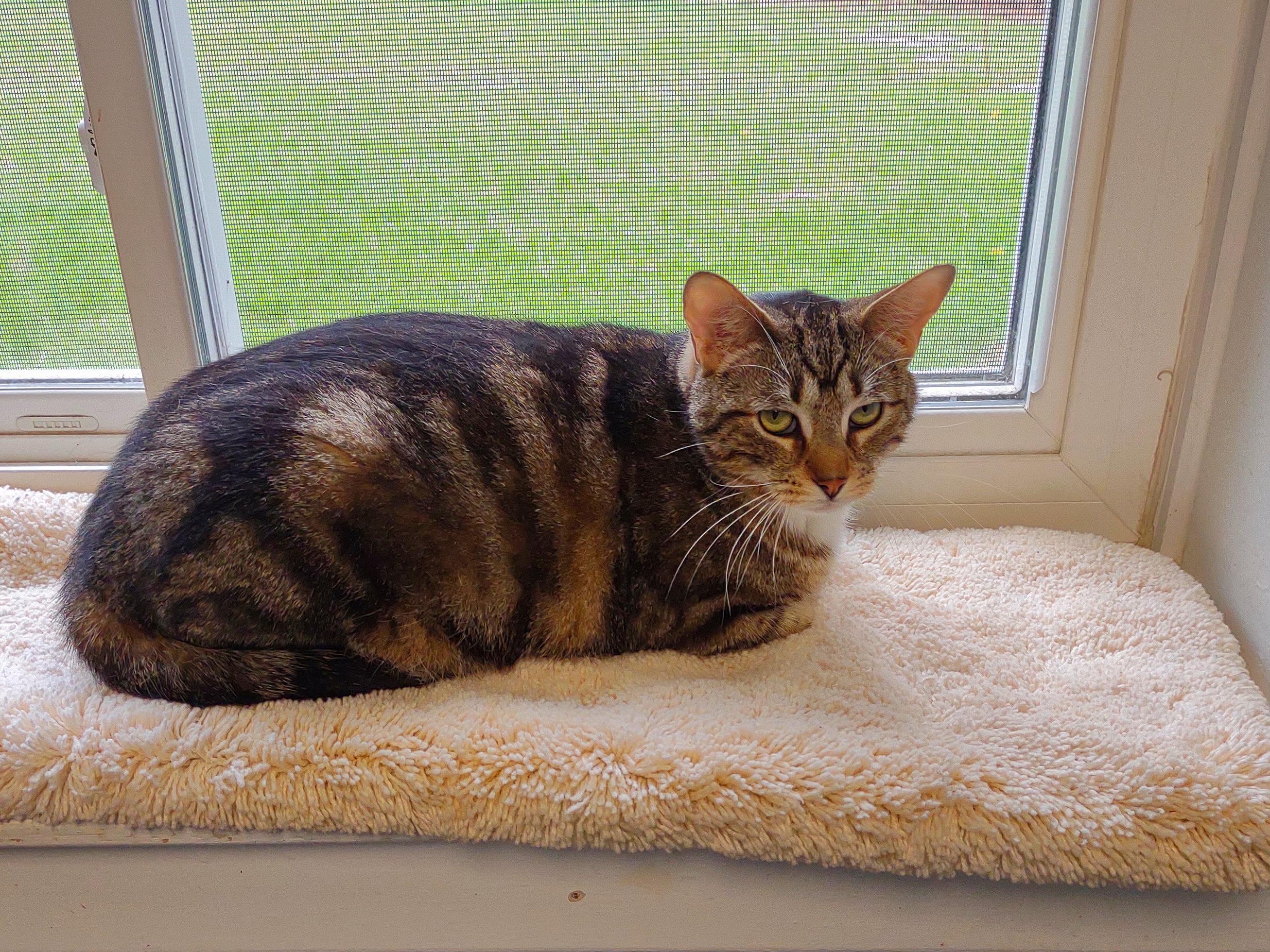 Enlarge Clyde, a ADOPTABLE Domestic Short Hair in Urbana, OH image 5/6