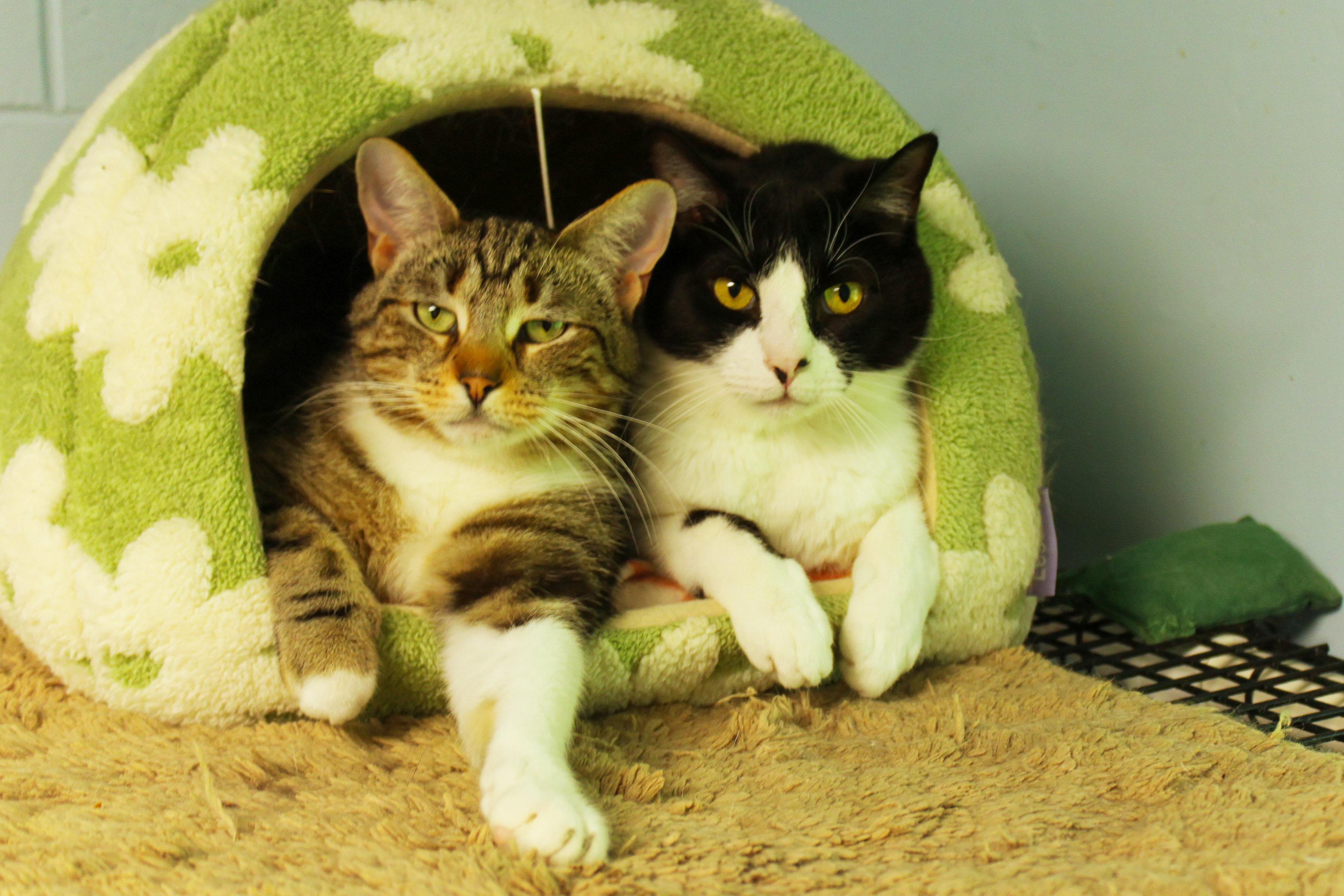 Clyde, a ADOPTABLE Domestic Short Hair in Urbana, OH image 6/6