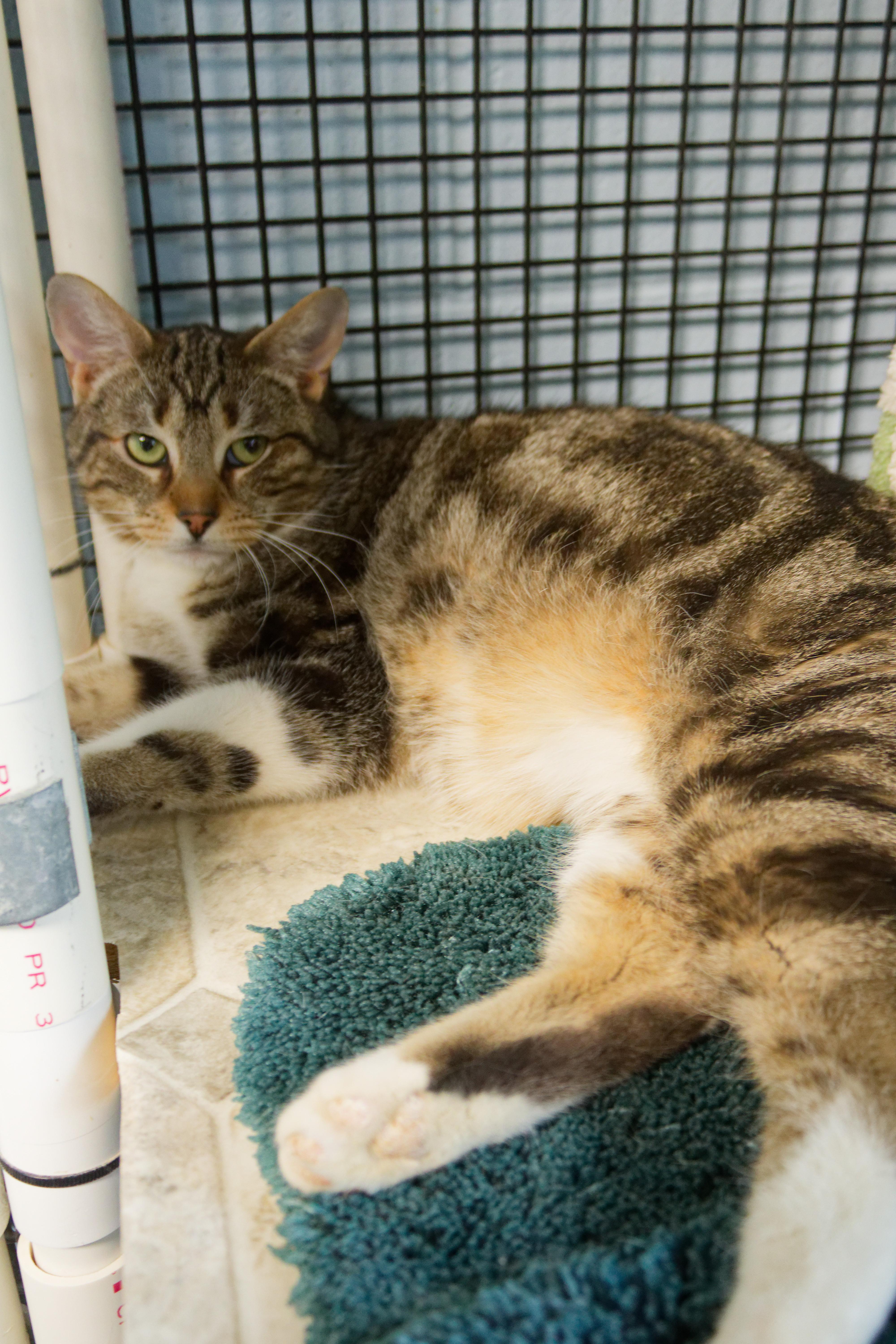 Enlarge Clyde, a ADOPTABLE Domestic Short Hair in Urbana, OH image 4/6