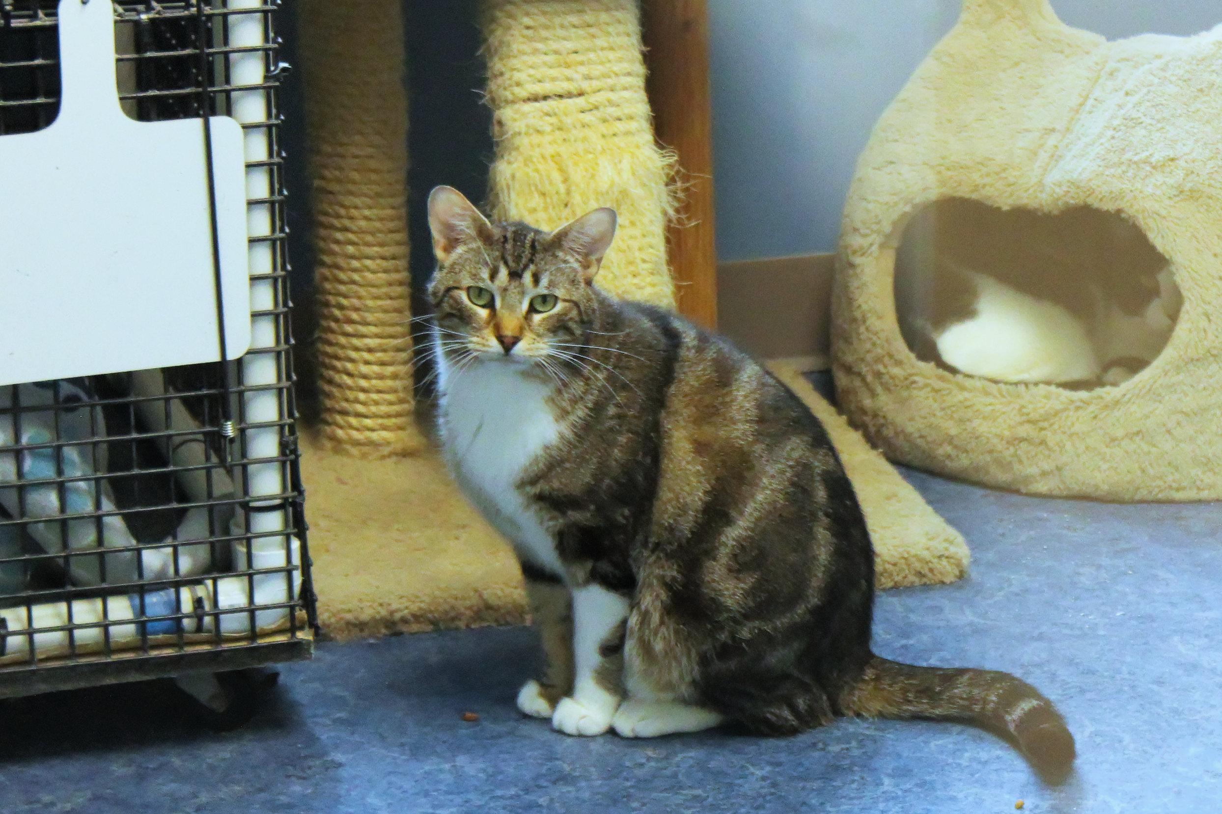 Enlarge Clyde, a ADOPTABLE Domestic Short Hair in Urbana, OH image 2/6