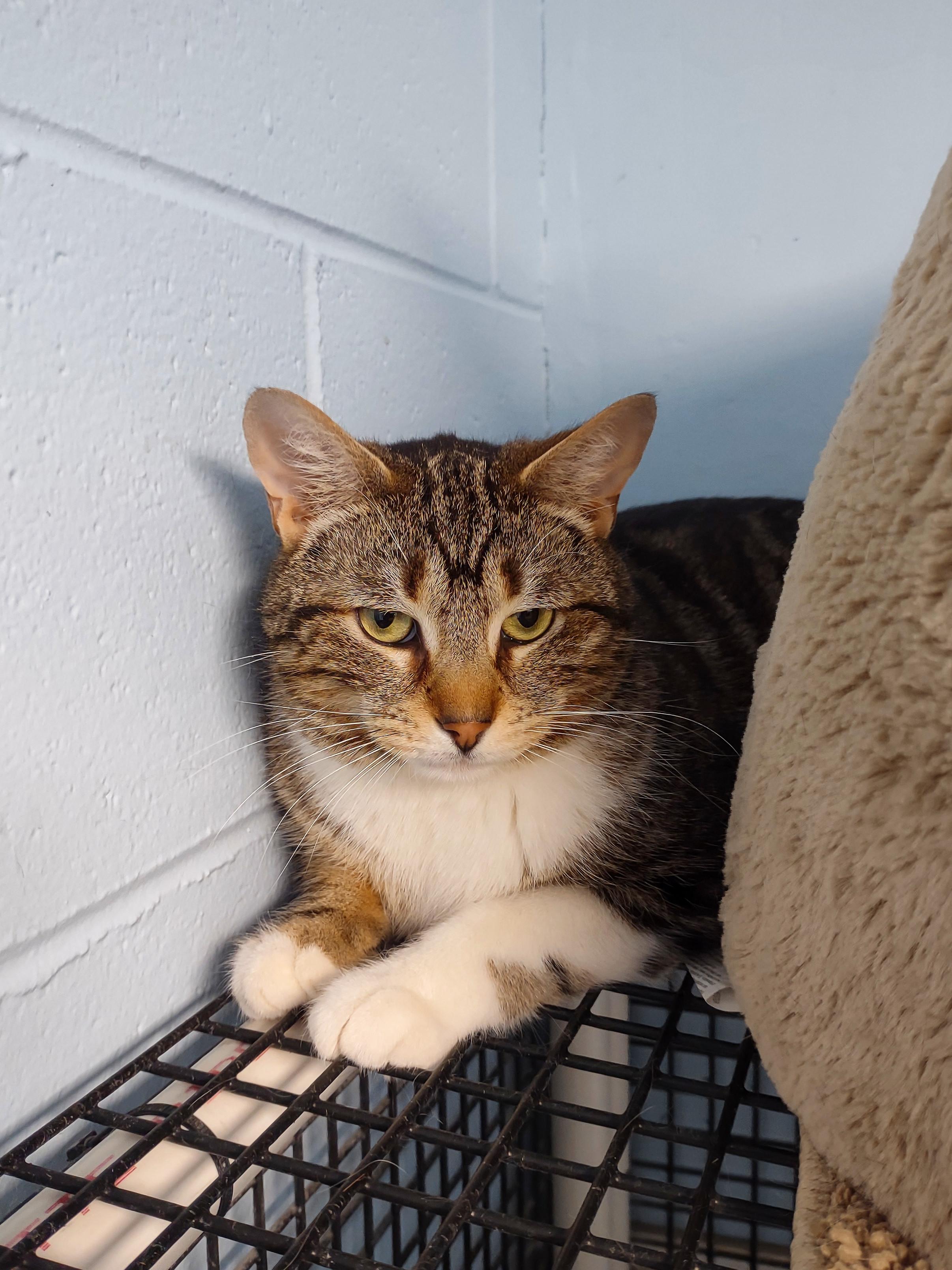 Enlarge Clyde, a ADOPTABLE Domestic Short Hair in Urbana, OH image 3/6