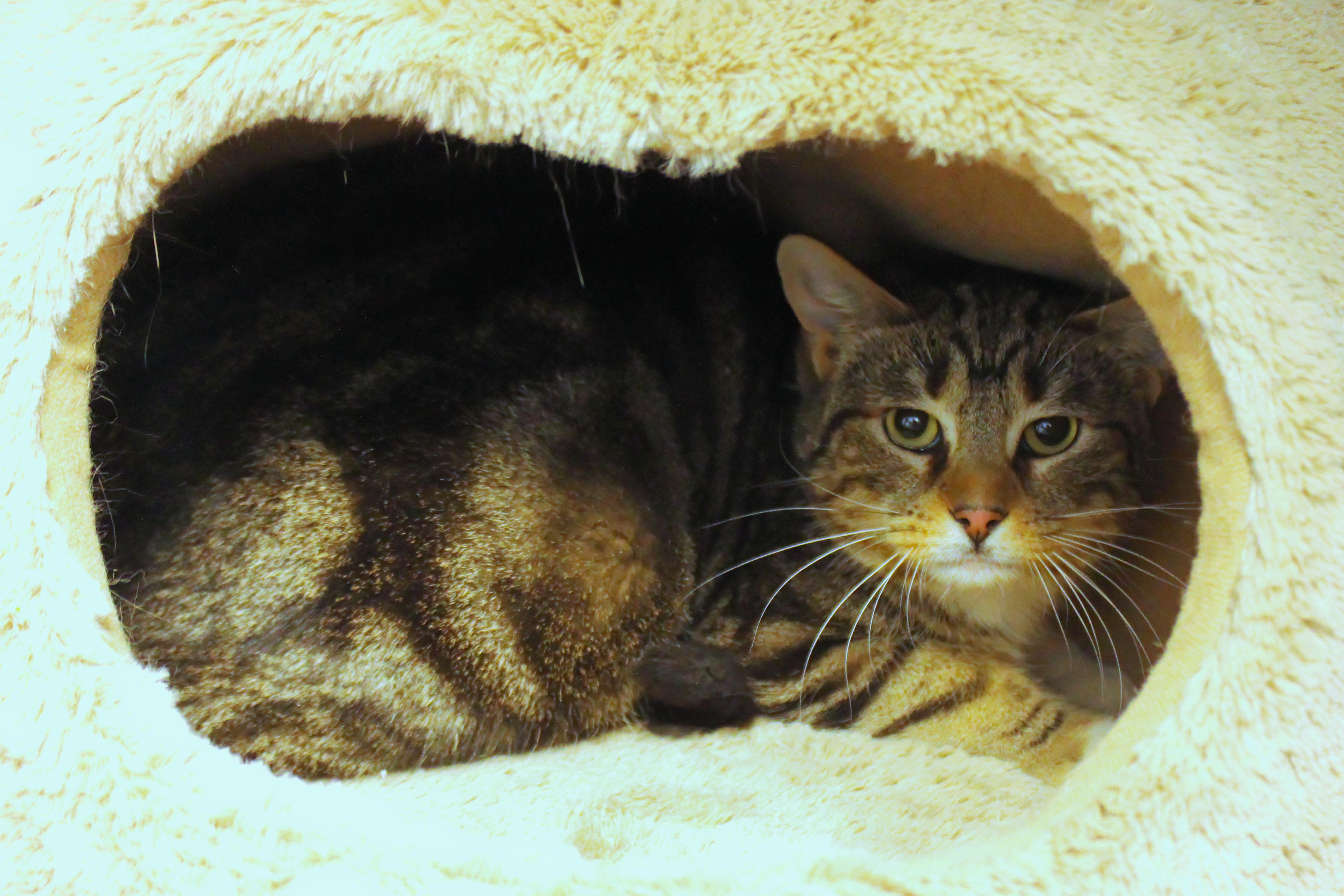 Enlarge Clyde, a ADOPTABLE Domestic Short Hair in Urbana, OH image 6/6