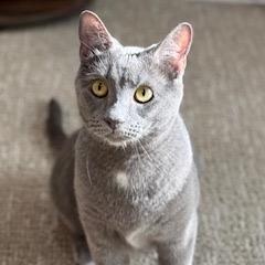 Otis - LOVE TURNED THIS SHY BOY INTO A LAP CAT!