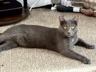 Otis - LOVE TURNED THIS SHY BOY INTO A LAP CAT!