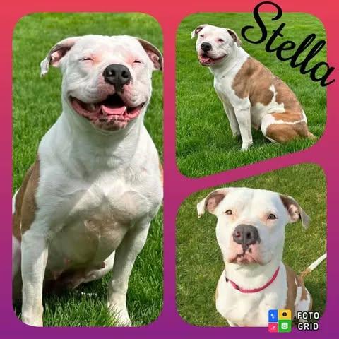 Stella, adopted, Young Female American Bulldog & American Staffordshire Terrier.