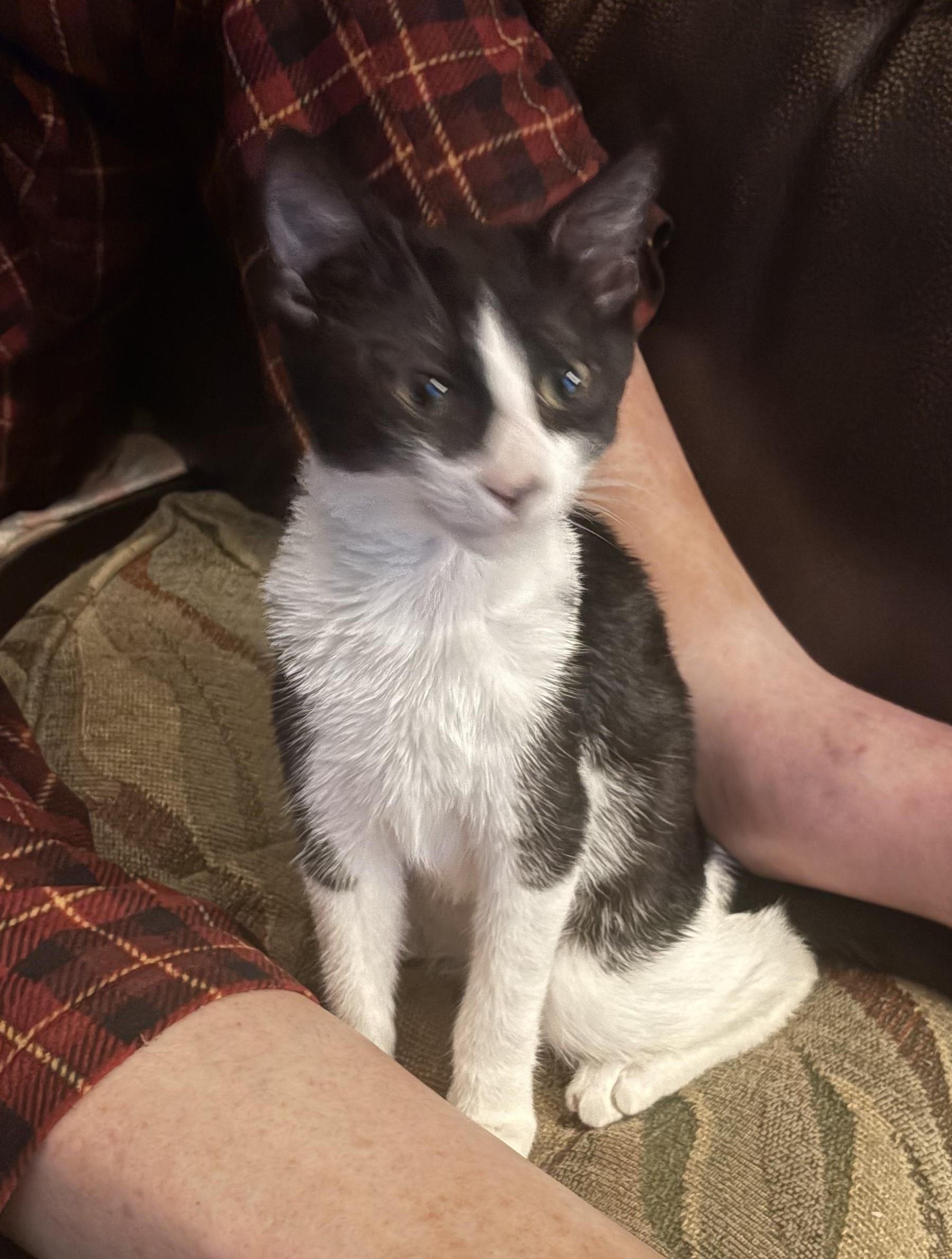 Nova