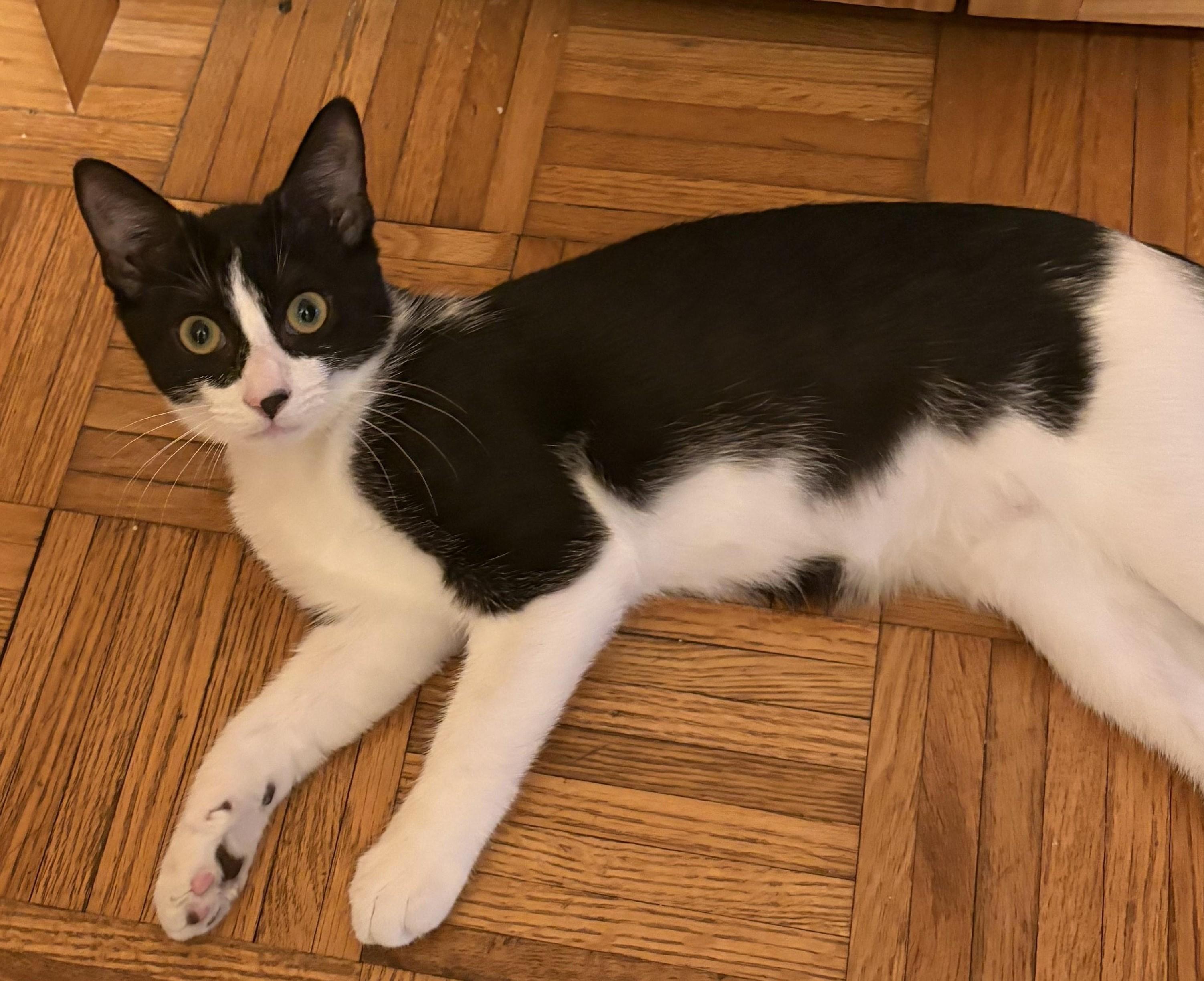 Nova