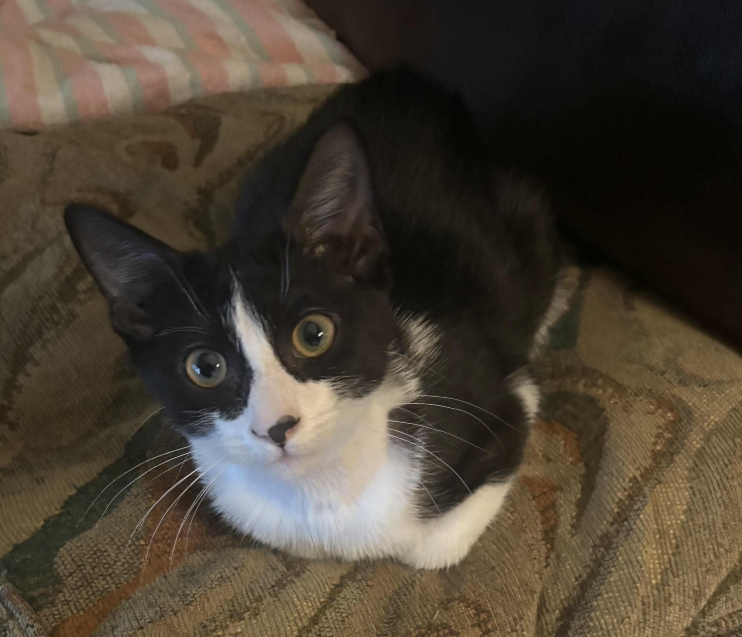 Nova