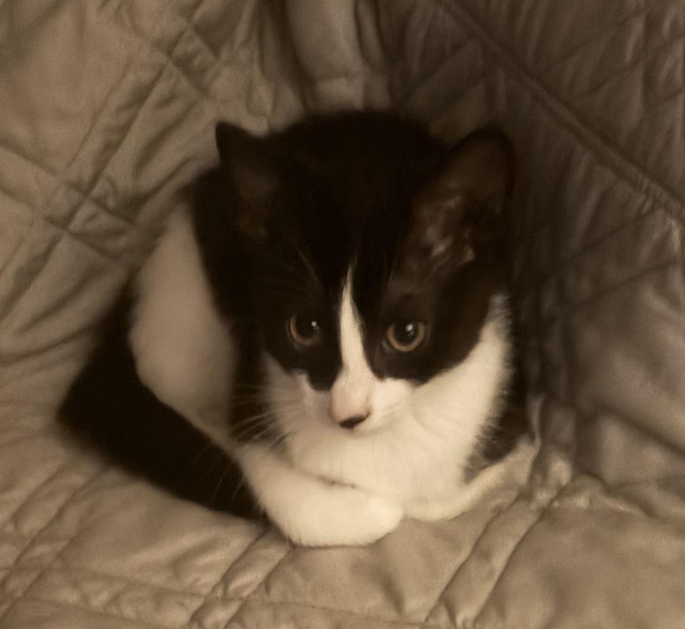 Nova