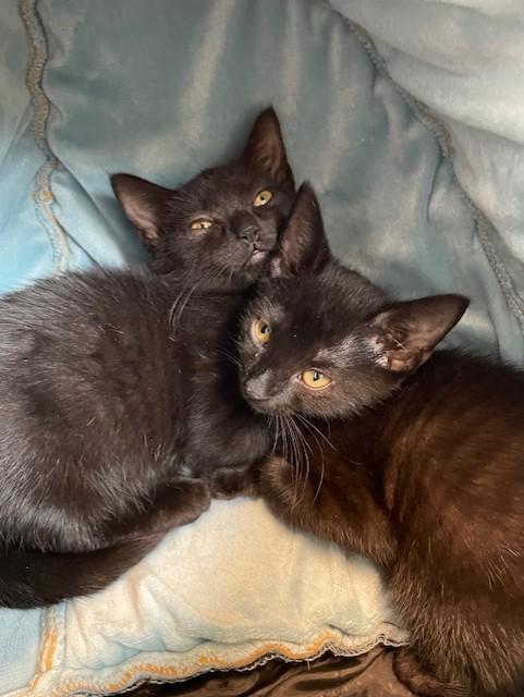 Enlarge Electron, a ADOPTABLE Domestic Short Hair in Stafford, VA image 1/1