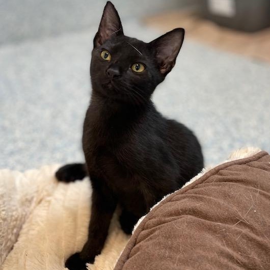 Electron, ADOPTABLE, Kitten Female Domestic Short Hair.