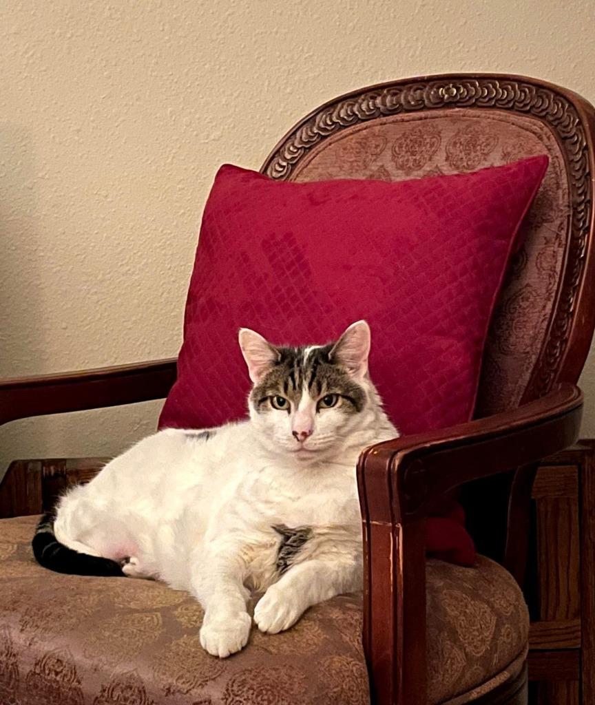 Sophie, Adoptable, Senior Female Domestic Short Hair.