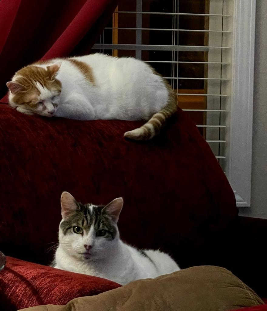 Enlarge Sophie, a Adoptable mixed breed in Crossville, TN image 2/3