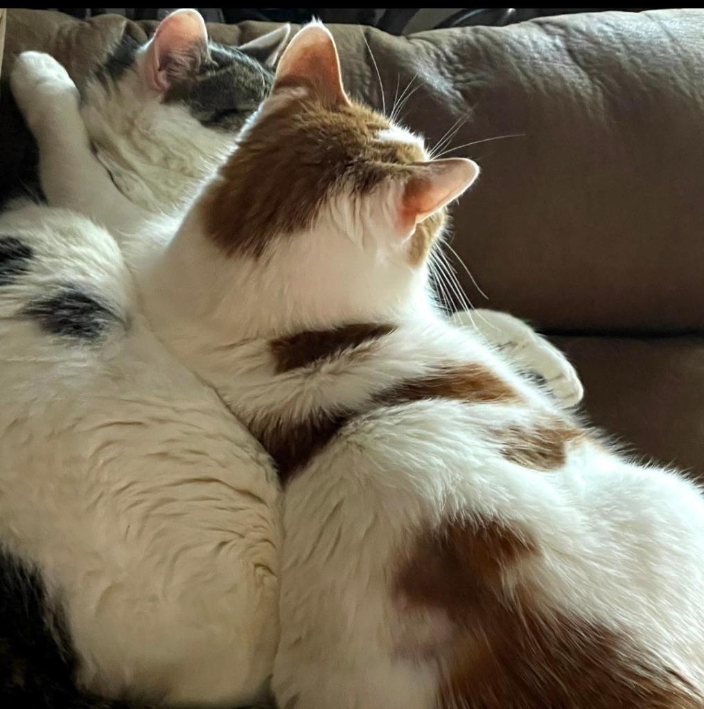 Enlarge Sophie, a Adoptable mixed breed in Crossville, TN image 3/3