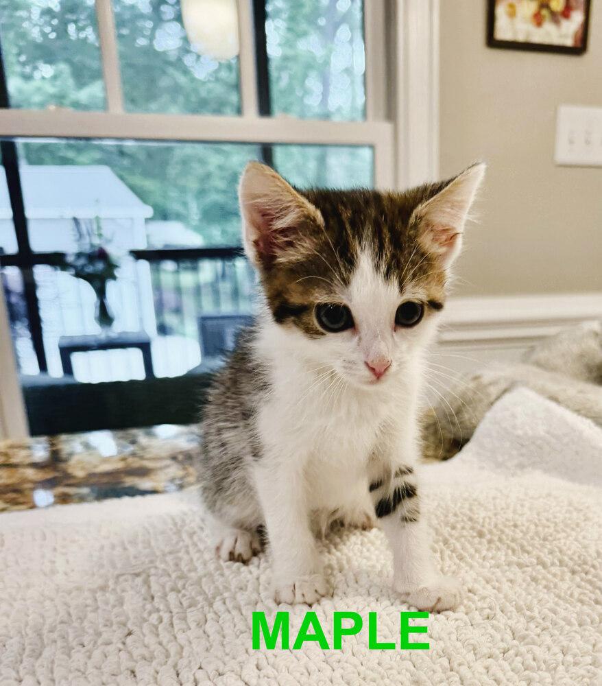 Enlarge MAPLE, a Adoptable Domestic Short Hair in Mooresville, NC image 2/3