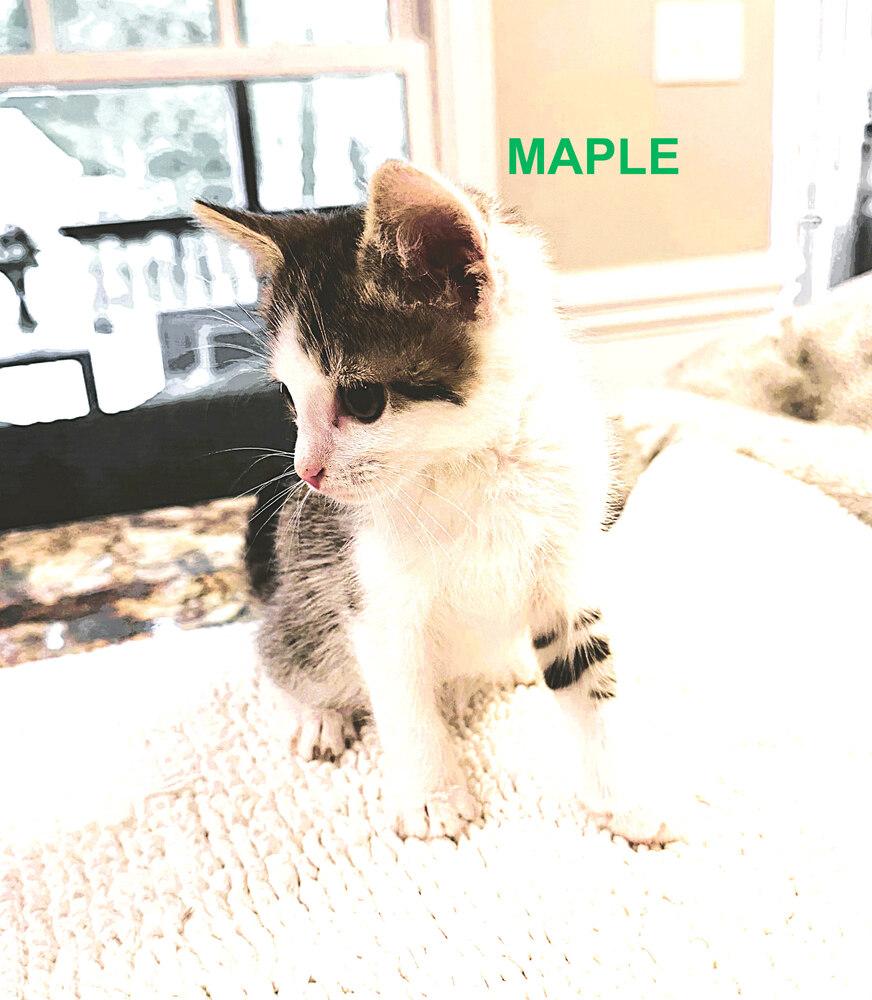 Enlarge MAPLE, a Adoptable Domestic Short Hair in Mooresville, NC image 3/3