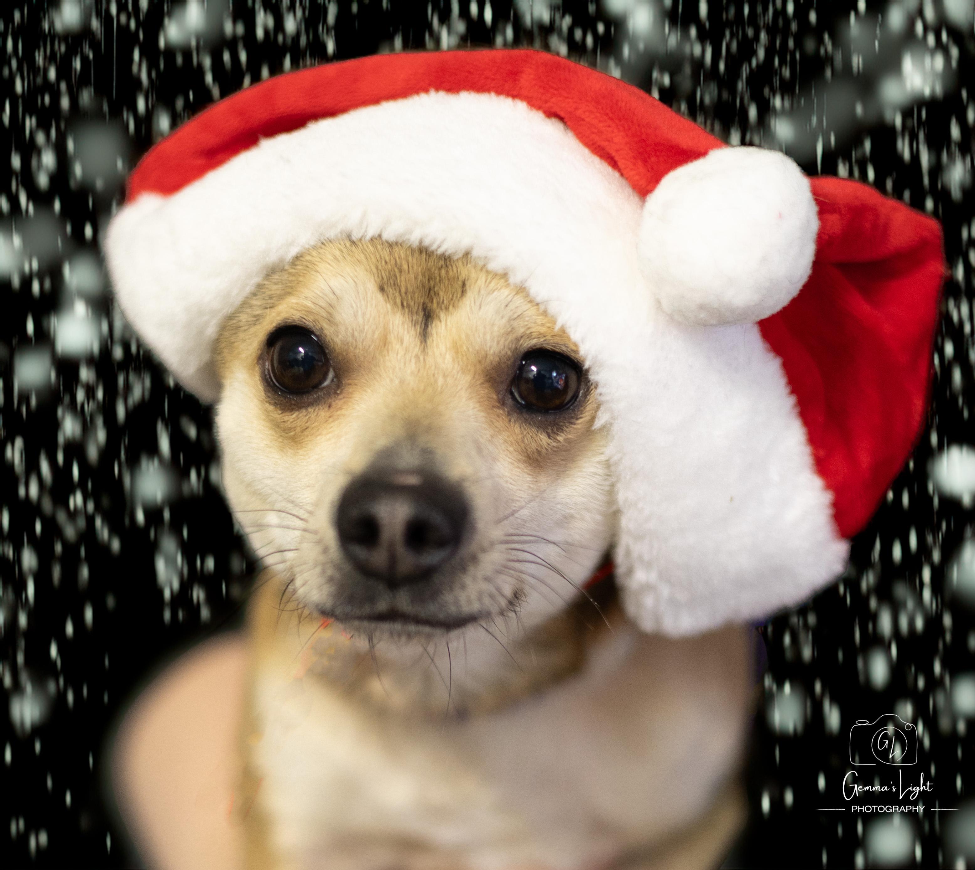 Enlarge Maxie, a ADOPTABLE mixed breed in Cleveland, OH image 4/5