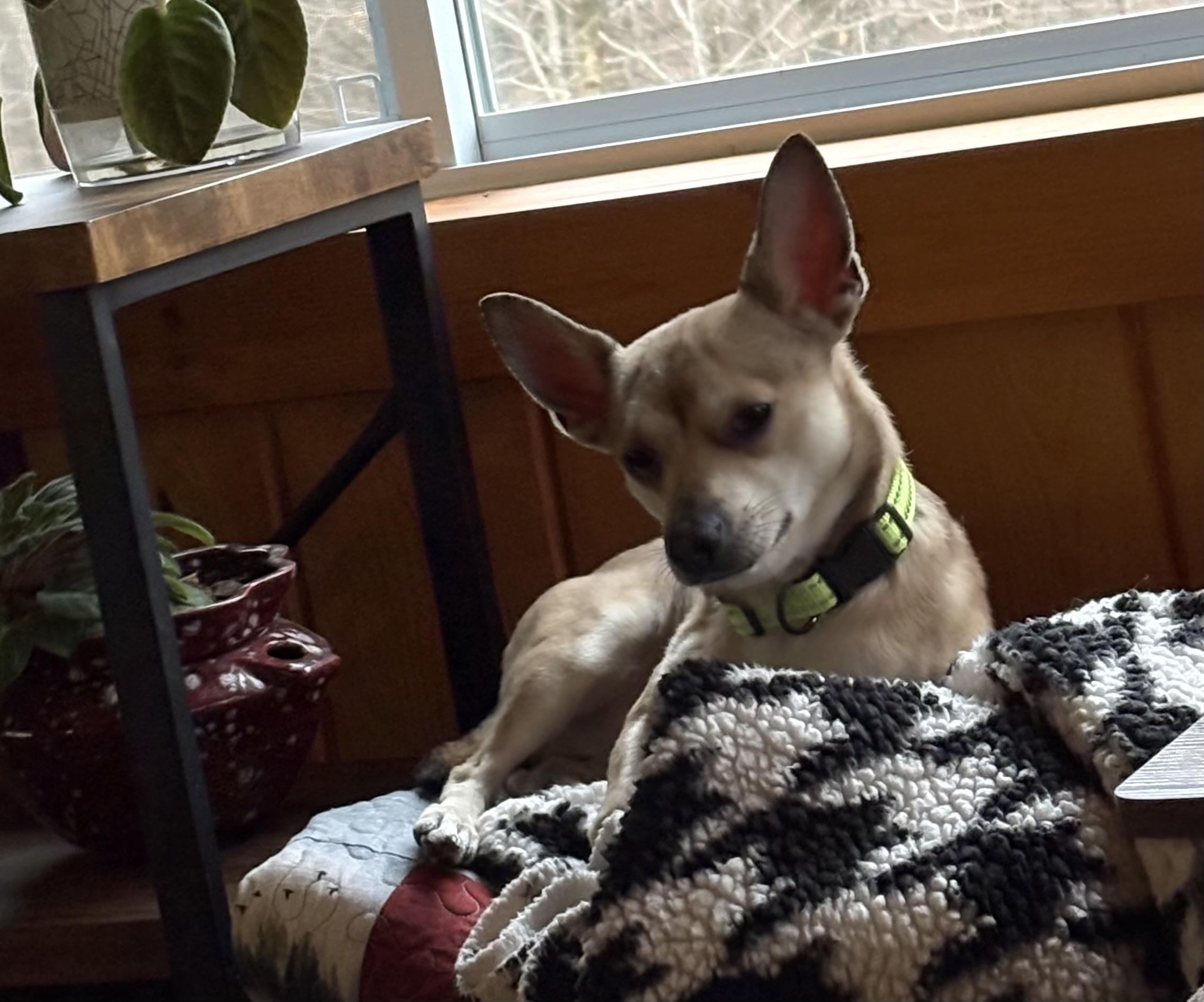 Enlarge Maxie, a ADOPTABLE mixed breed in Cleveland, OH image 5/5