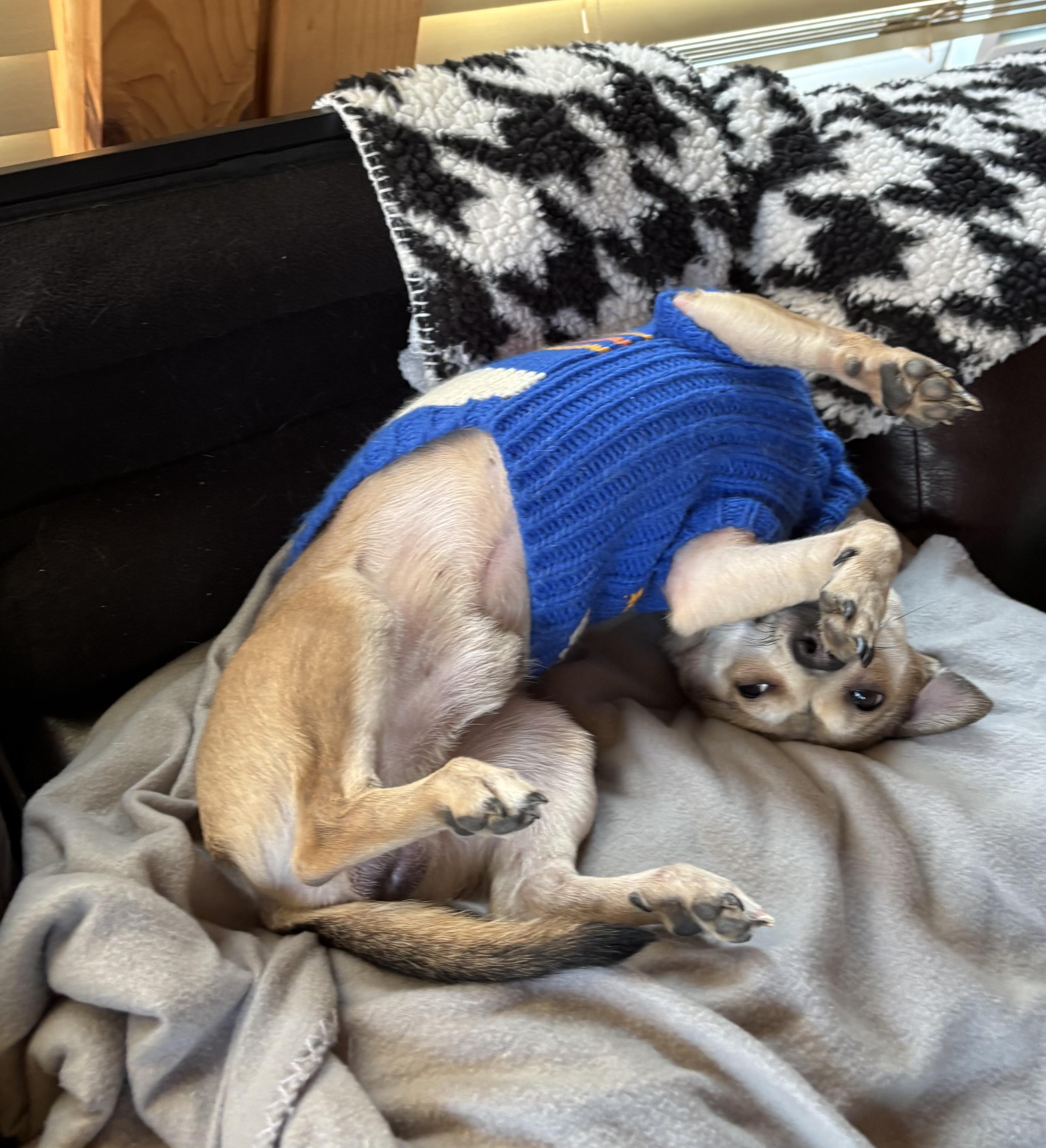 Enlarge Maxie, a ADOPTABLE mixed breed in Cleveland, OH image 2/5