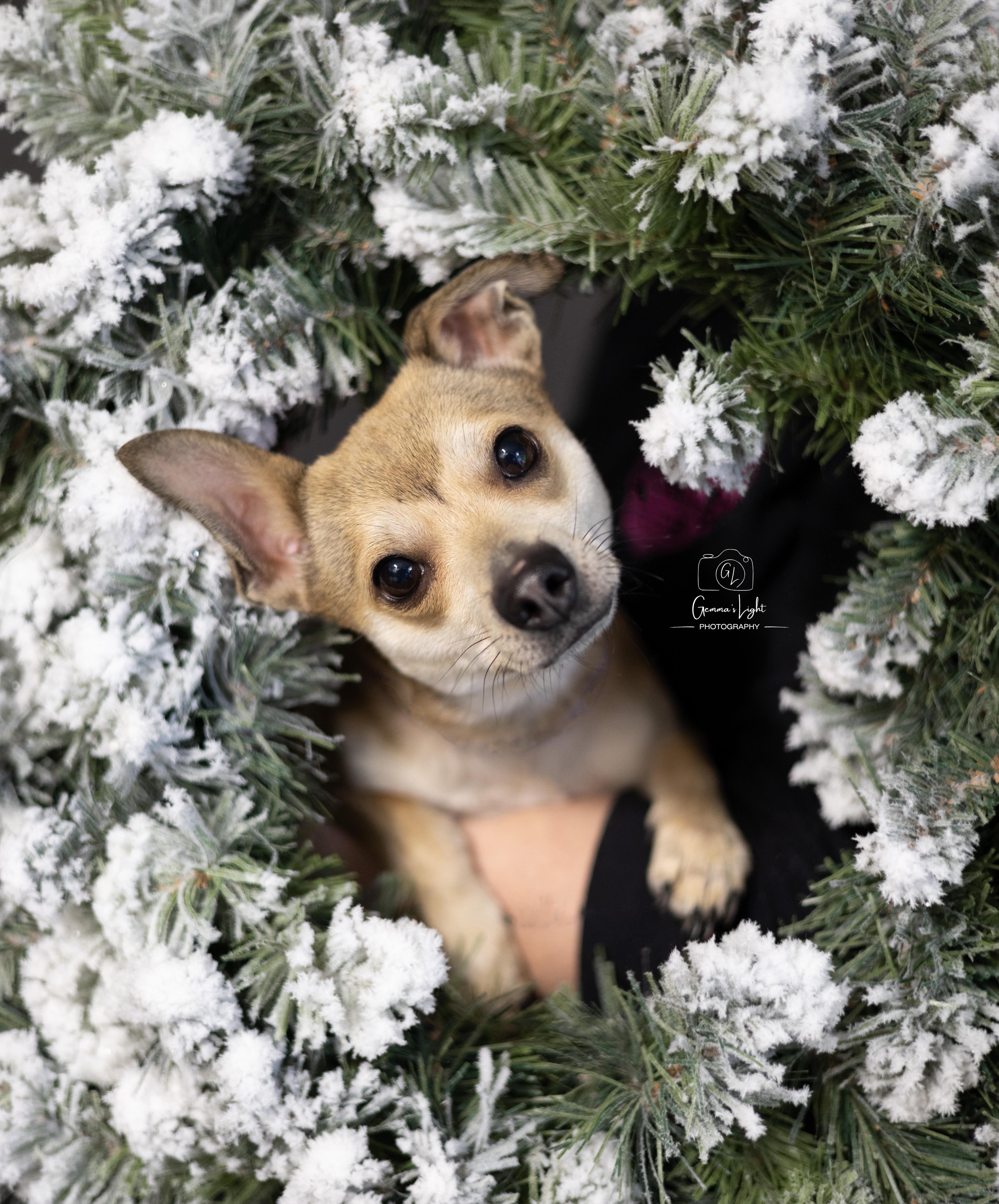 Enlarge Maxie, a ADOPTABLE mixed breed in Cleveland, OH image 1/5