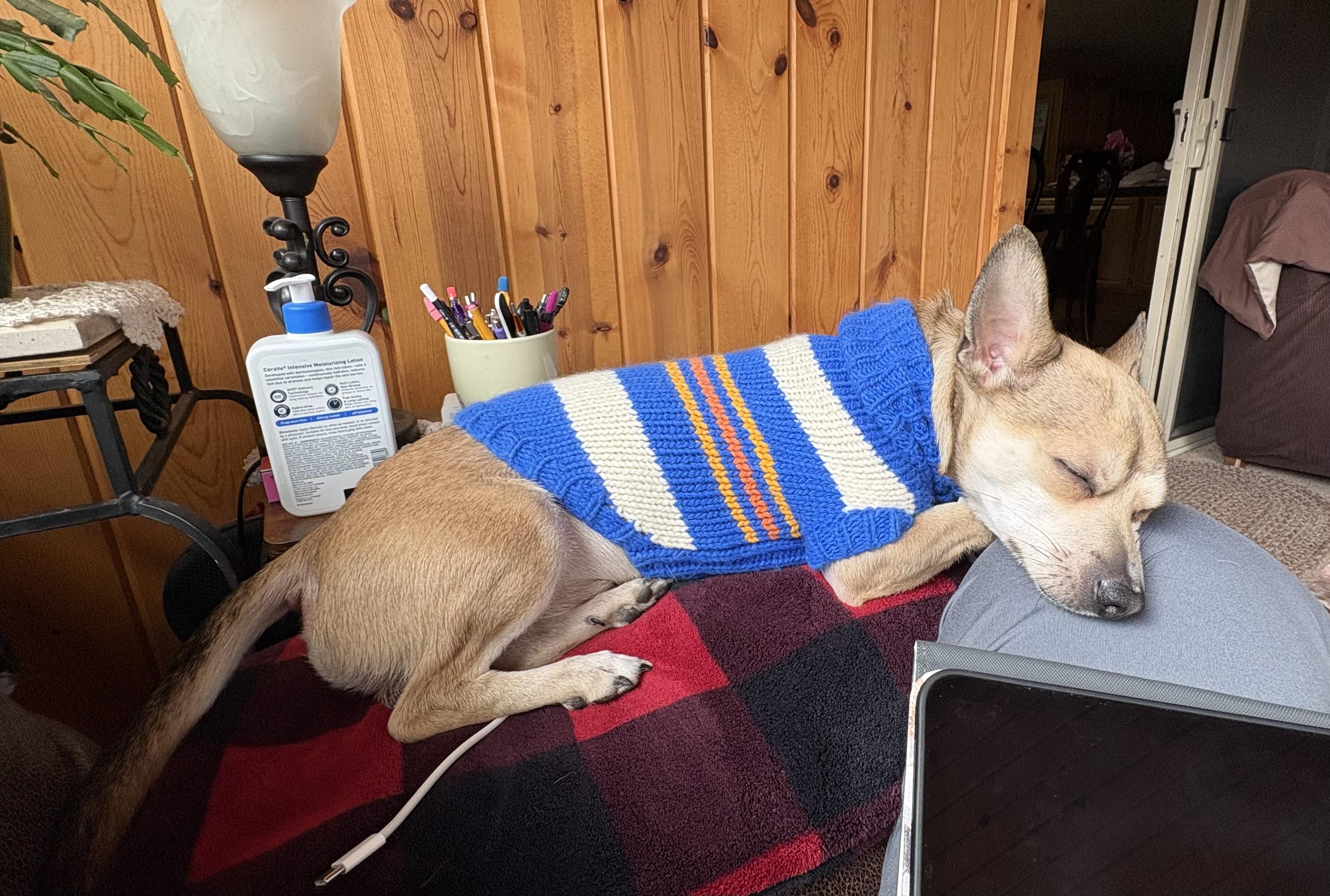 Enlarge Maxie, a ADOPTABLE mixed breed in Cleveland, OH image 3/5