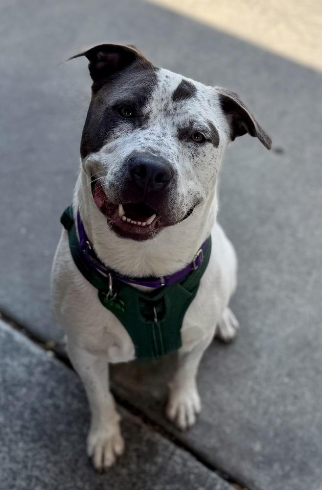 Tchaikovsky (Chai), Adoptable, Adult Male Pit Bull Terrier.