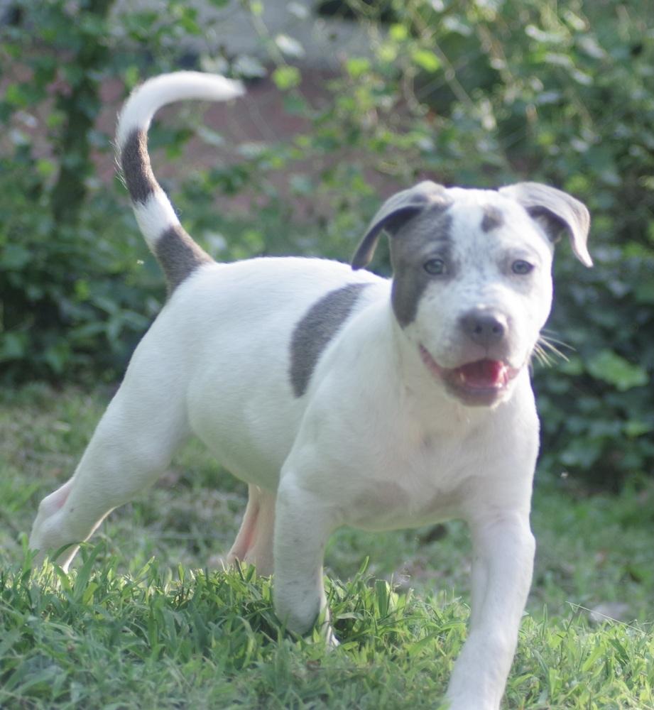 Tchaikovsky (Chai), Adoptable, Puppy Male Pit Bull Terrier.