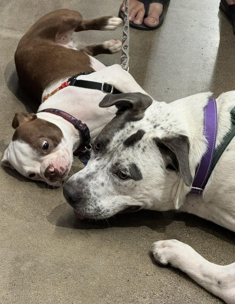 Enlarge Chai, a Adoptable mixed breed in Dunwoody, GA image 3/6