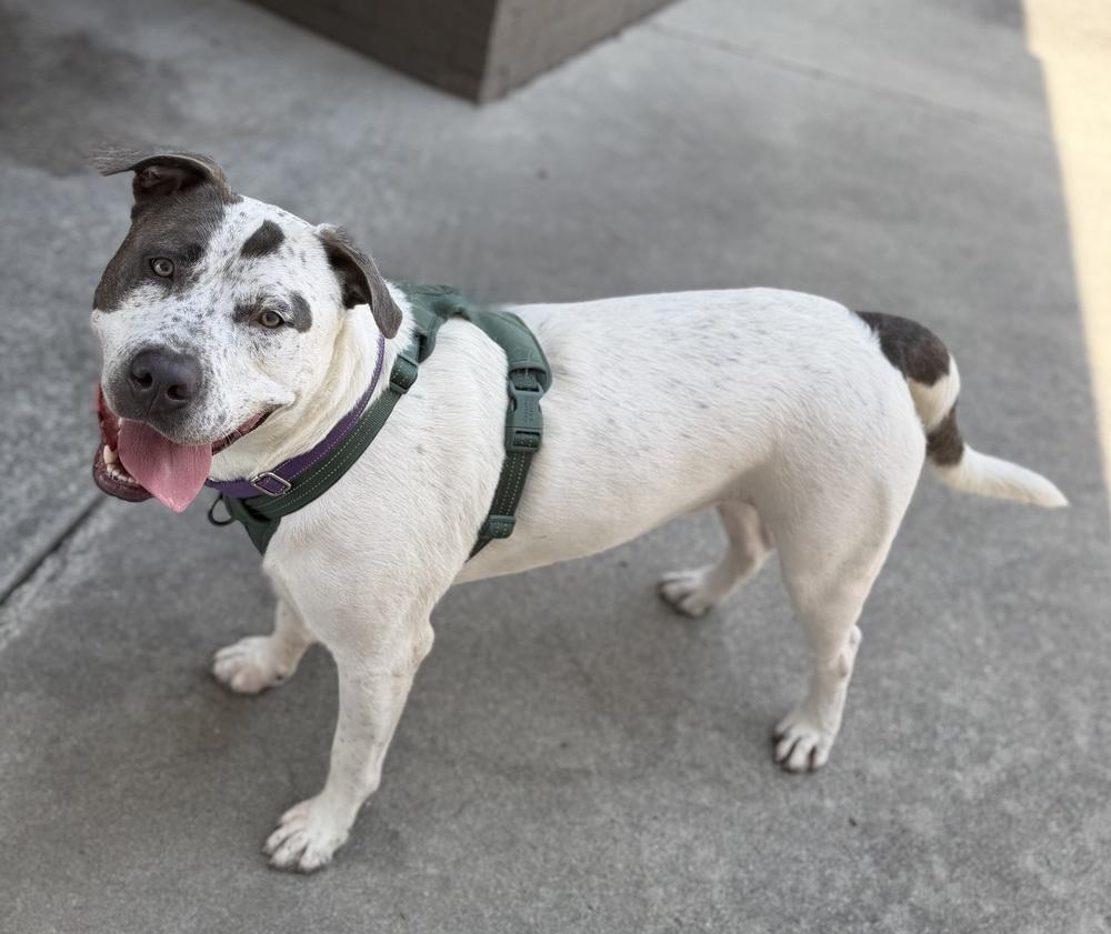 Tchaikovsky (Chai), a Adoptable mixed breed in Dunwoody, GA image 3/4