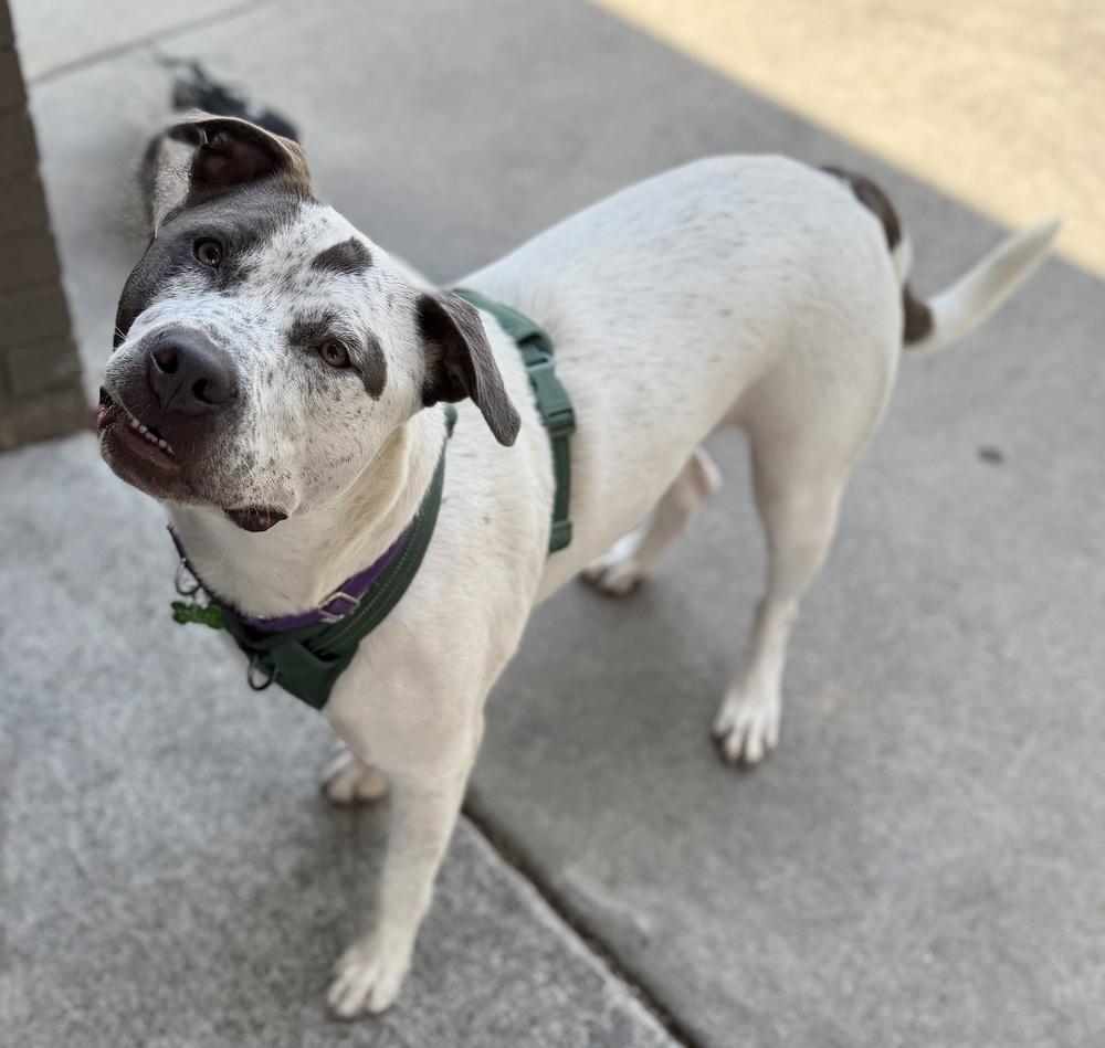 Tchaikovsky (Chai), a Adoptable mixed breed in Dunwoody, GA image 4/4