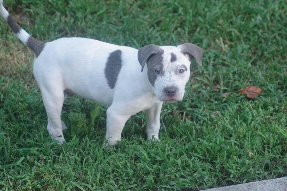 Tchaikovsky (Chai), a Adoptable mixed breed in Dunwoody, GA image 3/3