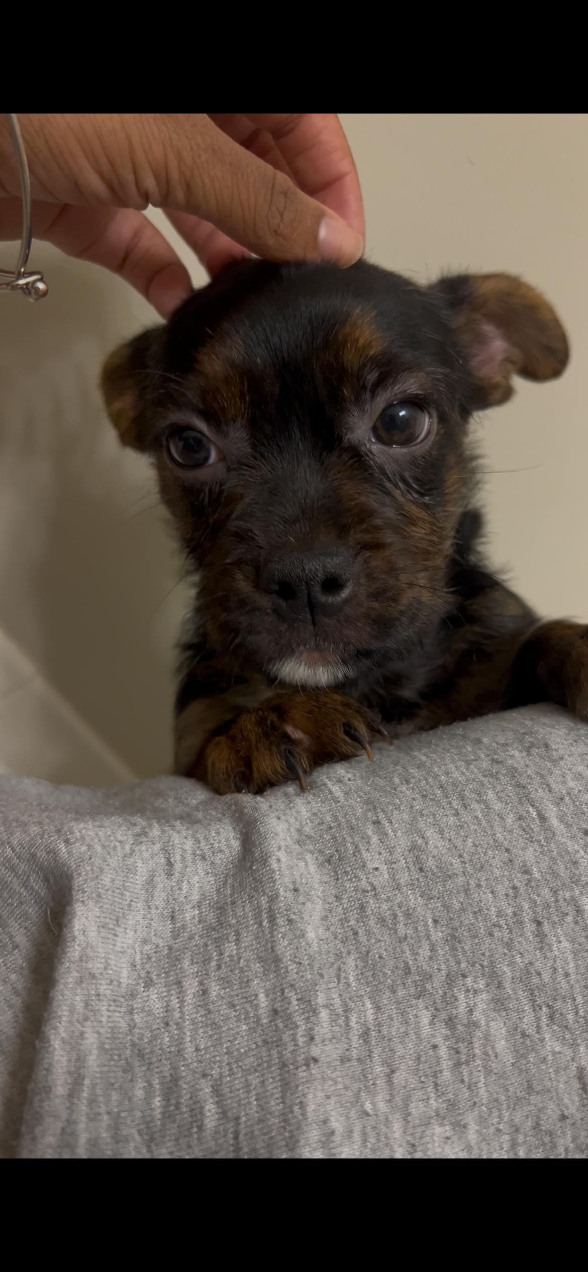 Finn, adopted, Young Female Dachshund & Terrier.