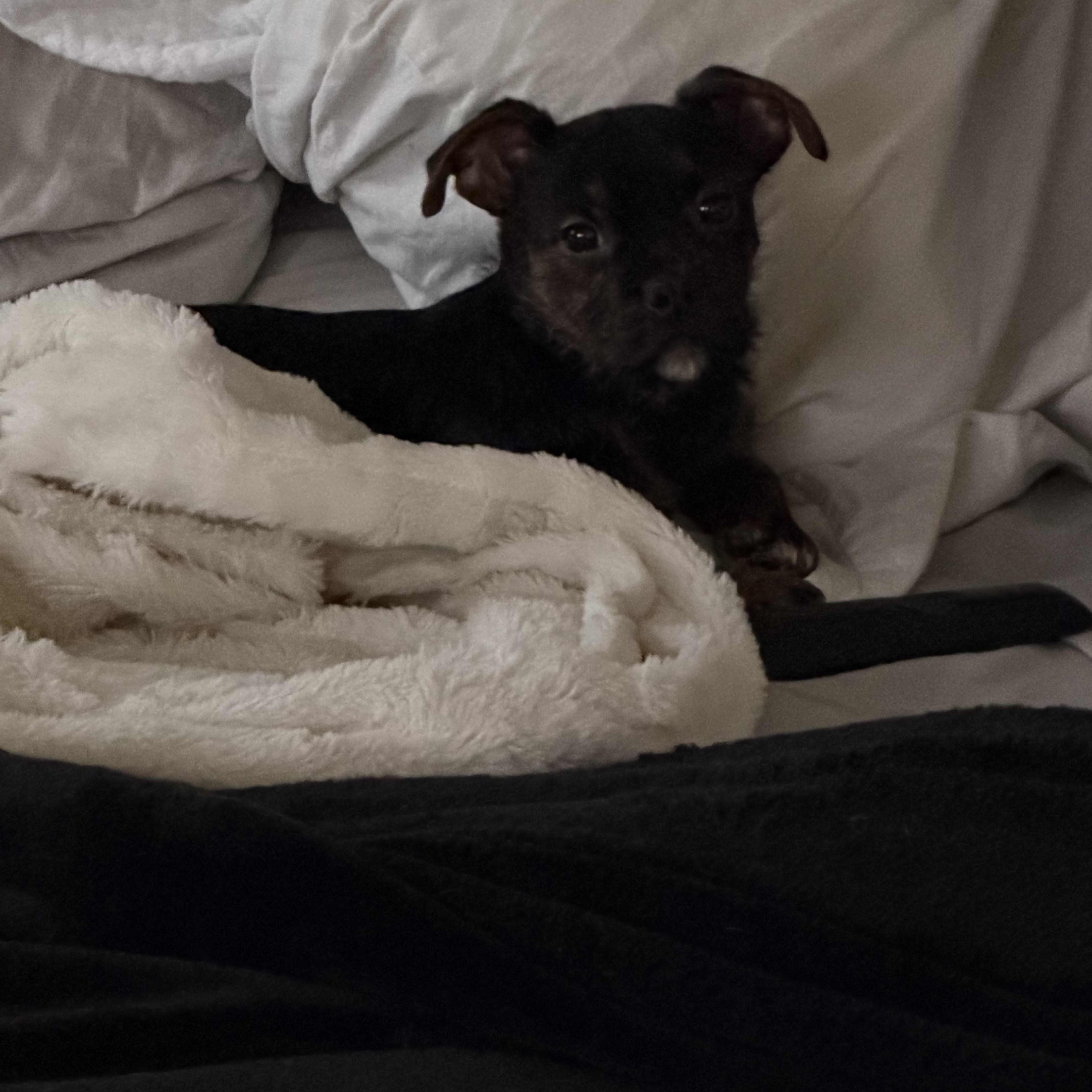 Finn, an adopted mixed breed in fort lauderdale, FL image 6/6