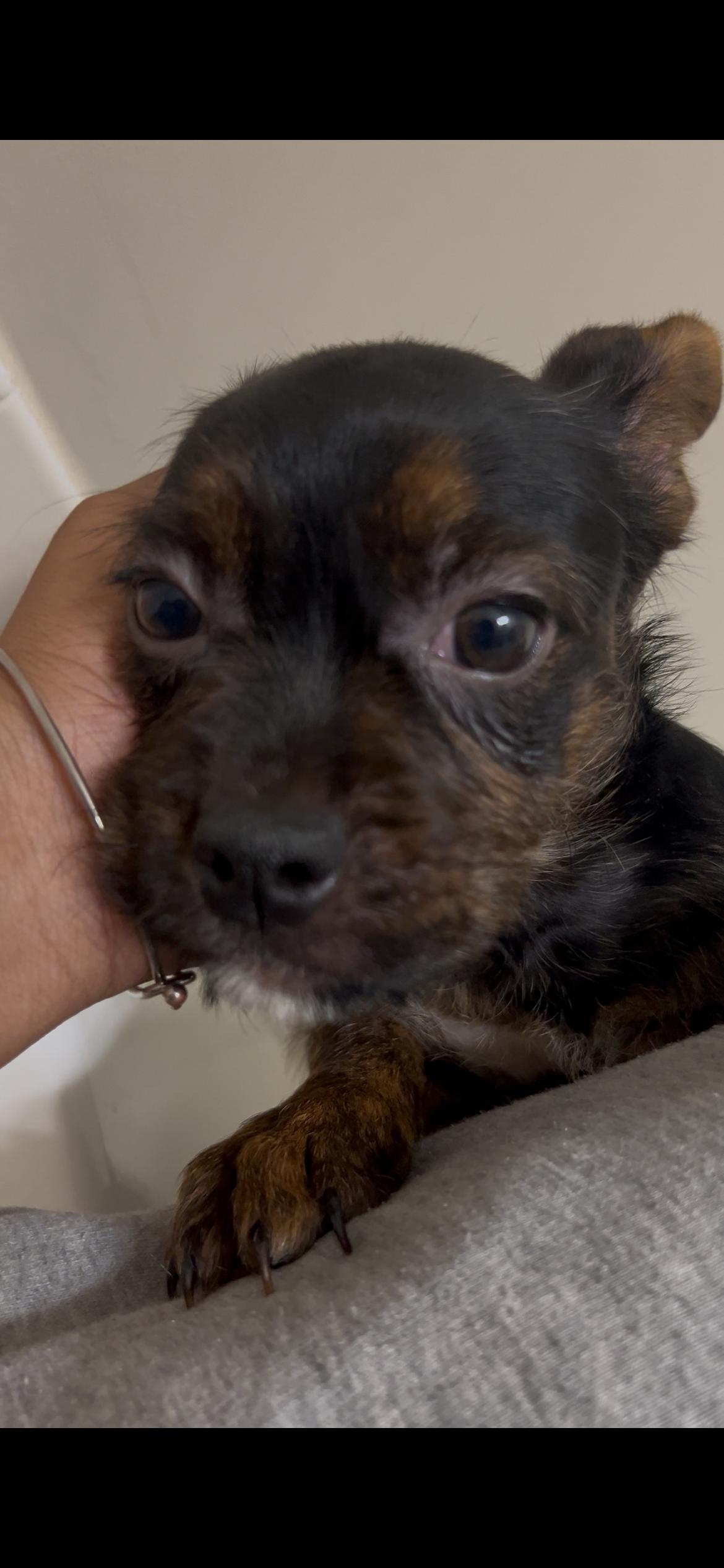 Finn, an adopted mixed breed in fort lauderdale, FL image 5/6