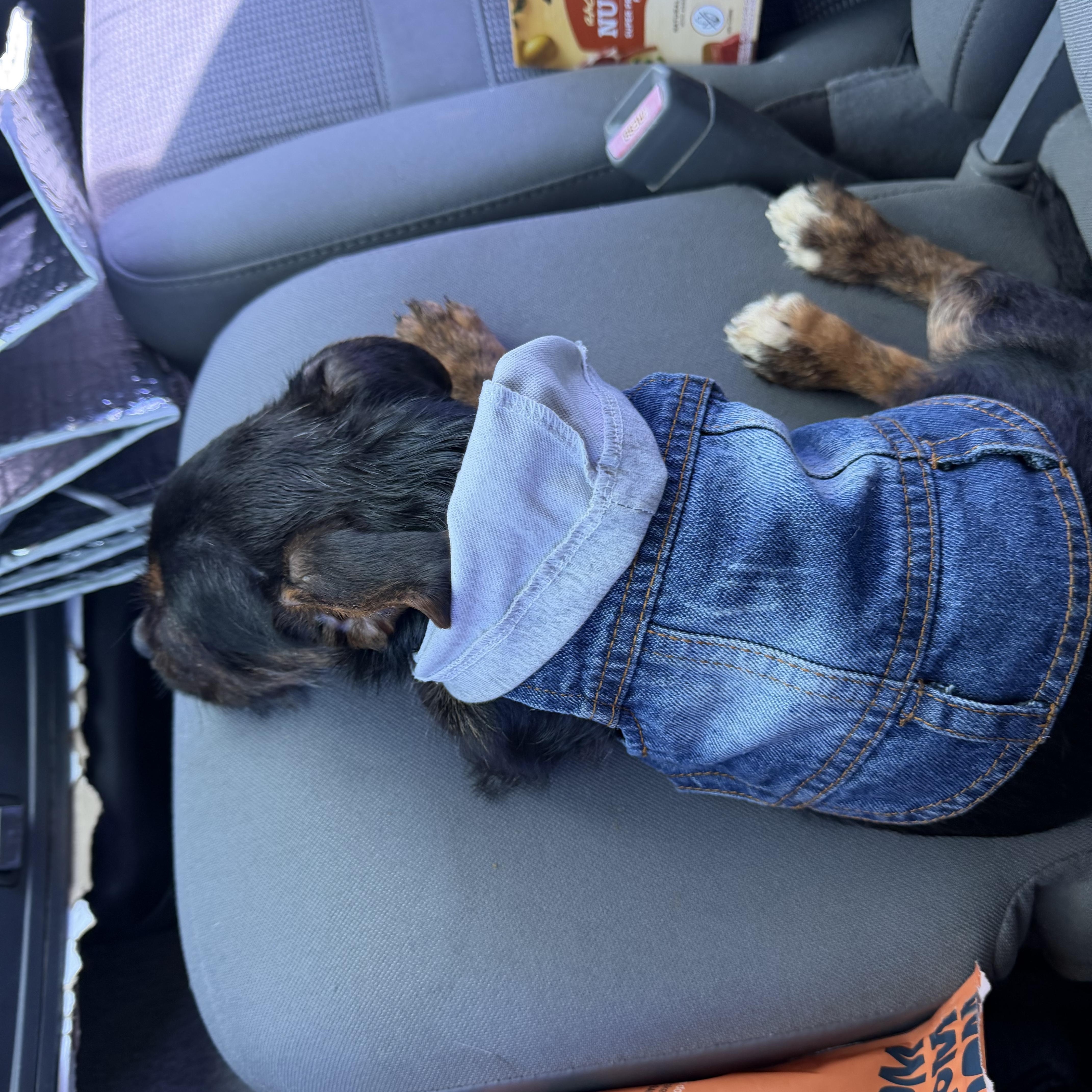 Finn, an adopted mixed breed in fort lauderdale, FL image 2/6