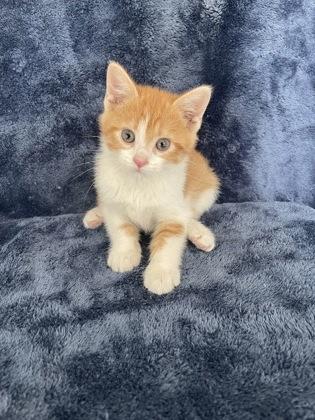Enlarge Sweetums, an adopted mixed breed in Buffalo, MN image 1/1