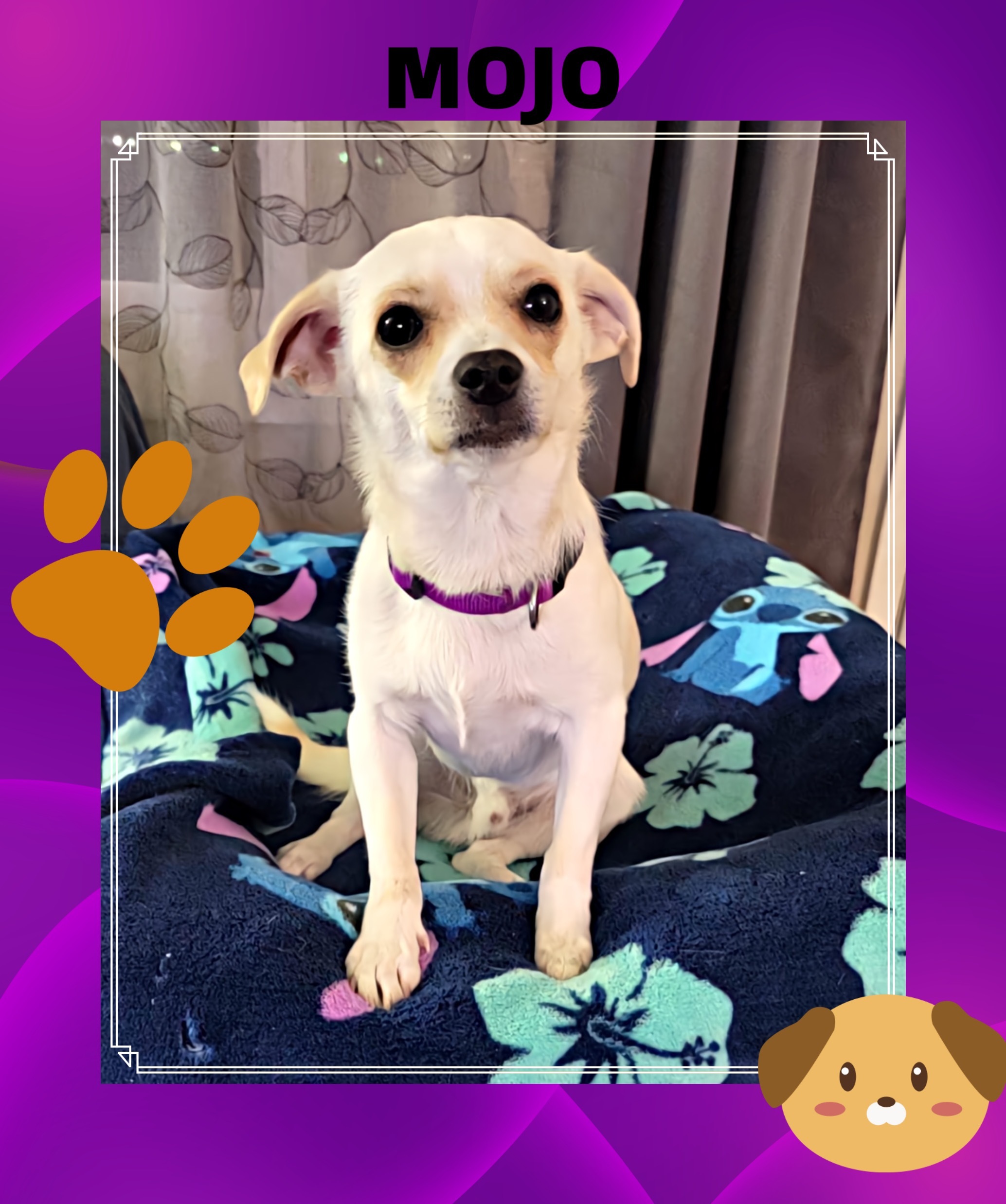 MOJO, Adopted, Puppy Male Chiweenie.