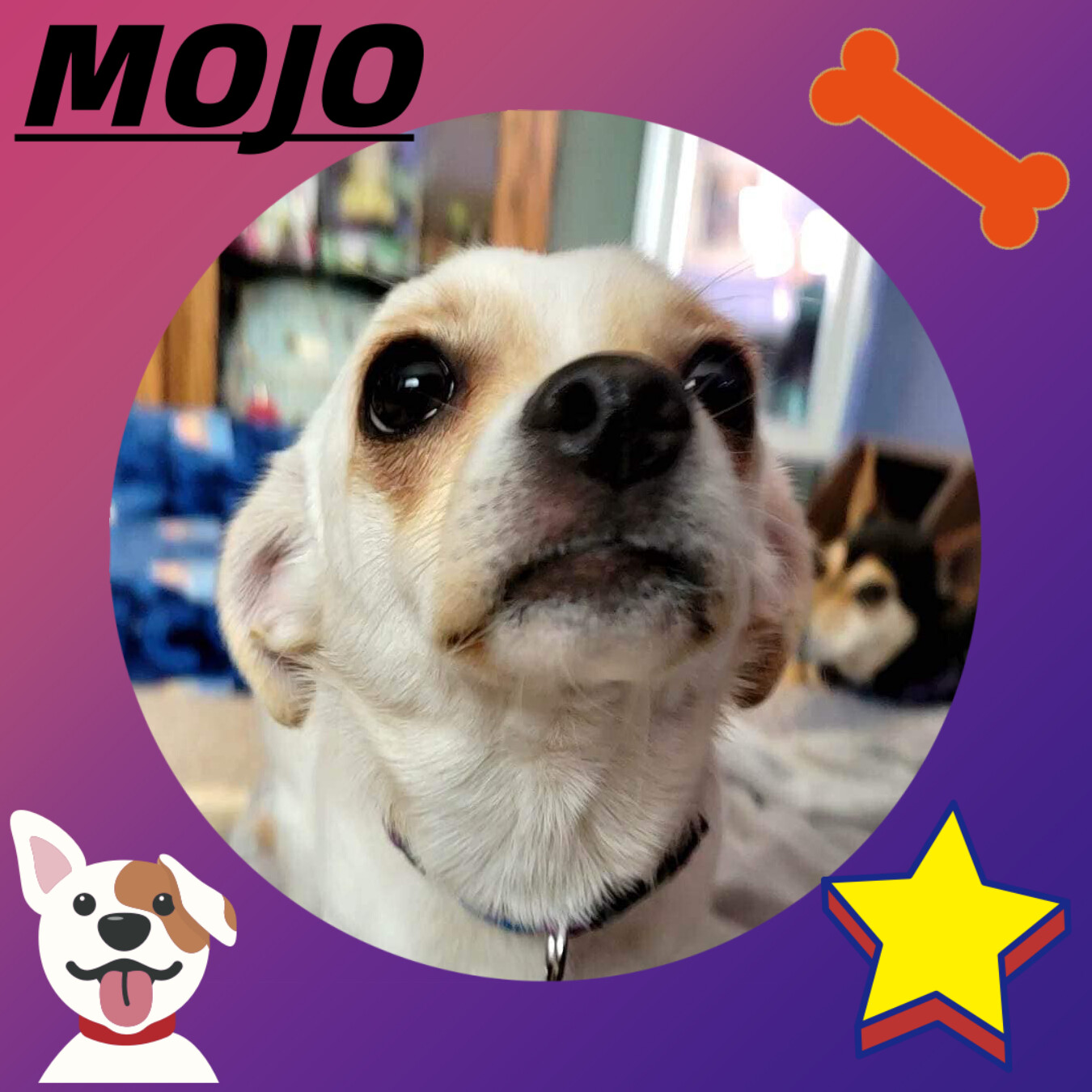 Enlarge MOJO, a Adopted mixed breed in Great Bend, KS image 2/3