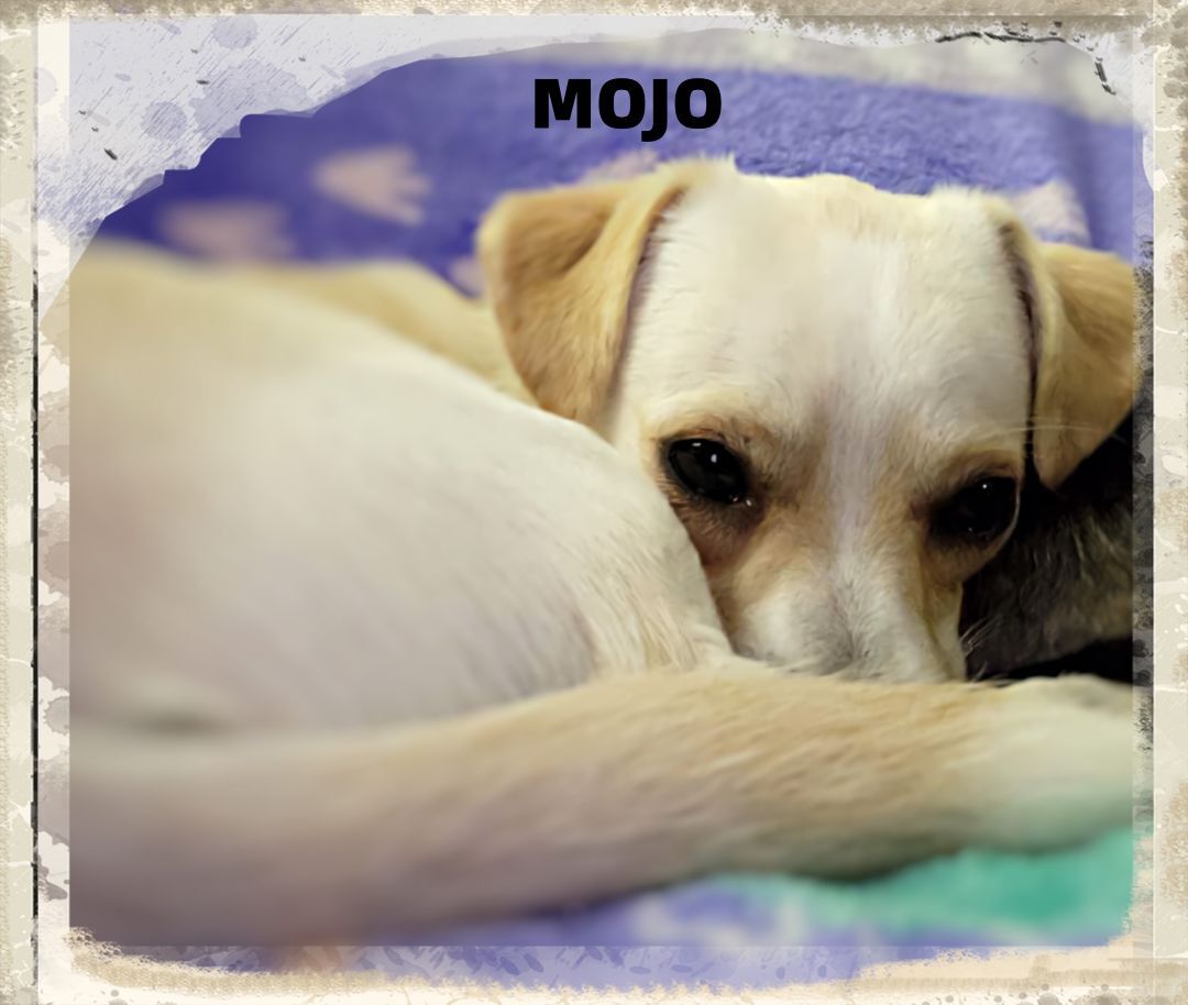 Enlarge MOJO, a Adopted mixed breed in Great Bend, KS image 3/3