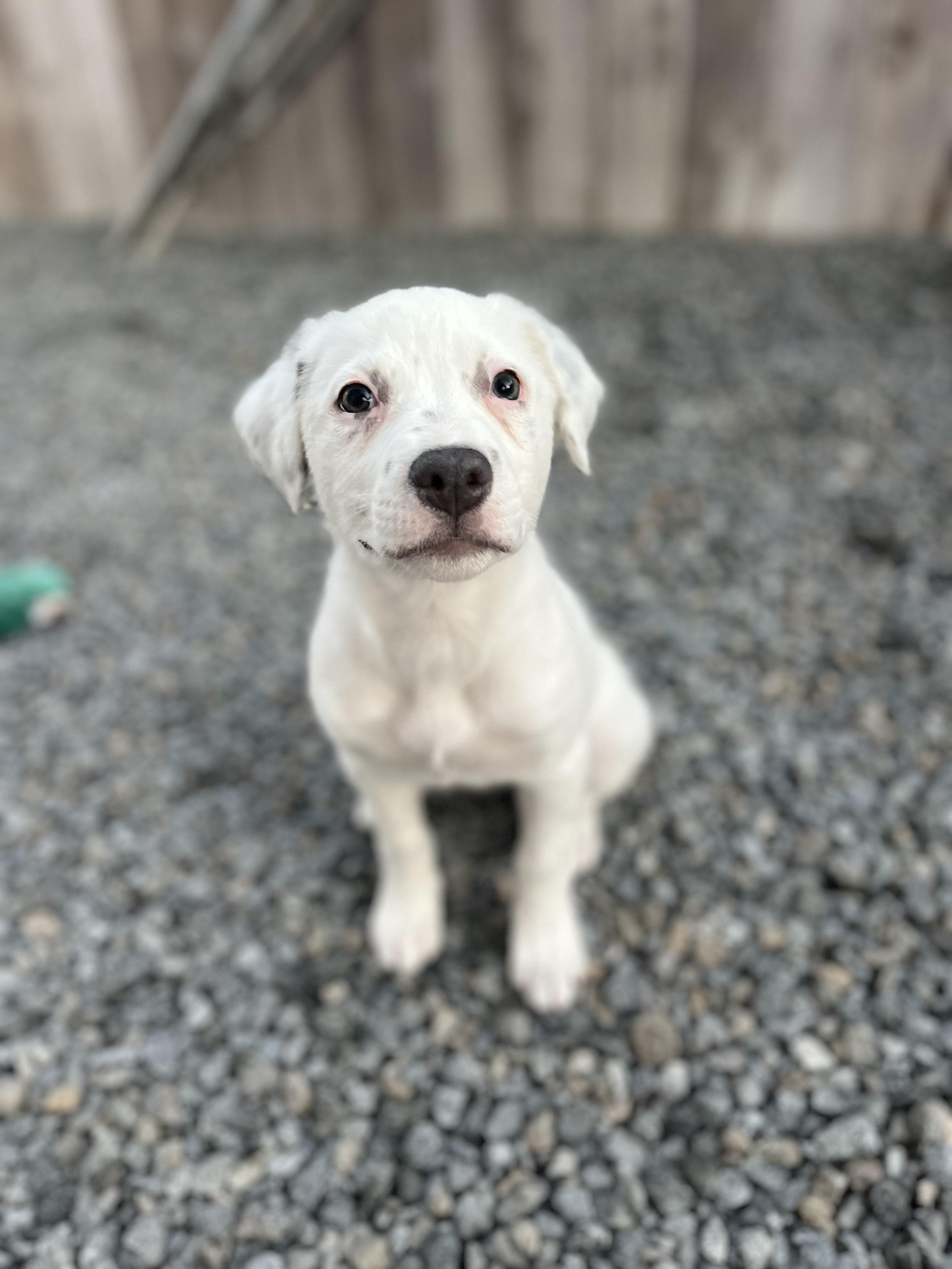 Stella , ADOPTABLE, Puppy Female Australian Shepherd & Pit Bull Terrier.