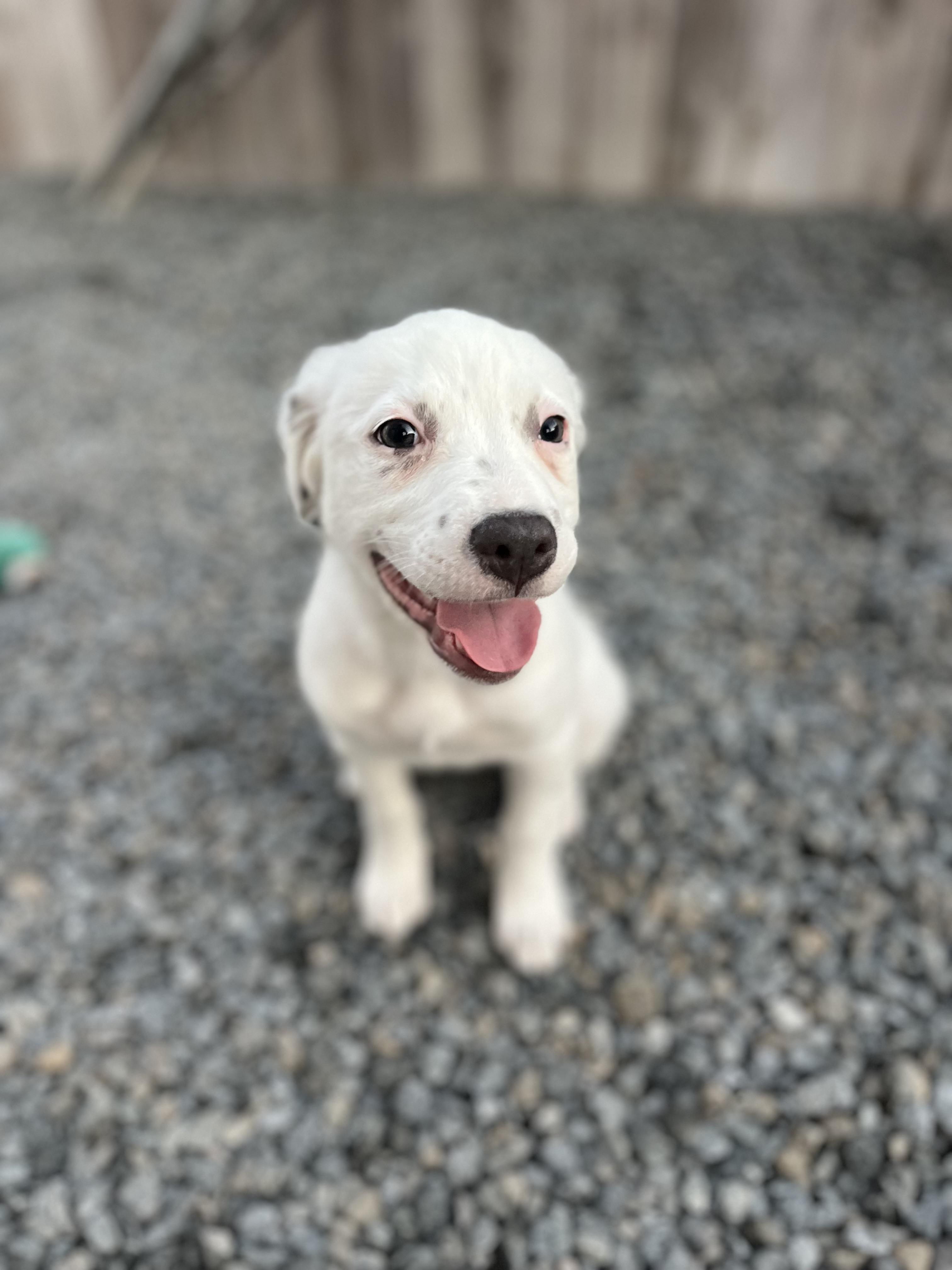 Stella , a ADOPTABLE mixed breed in Poway, CA image 4/6