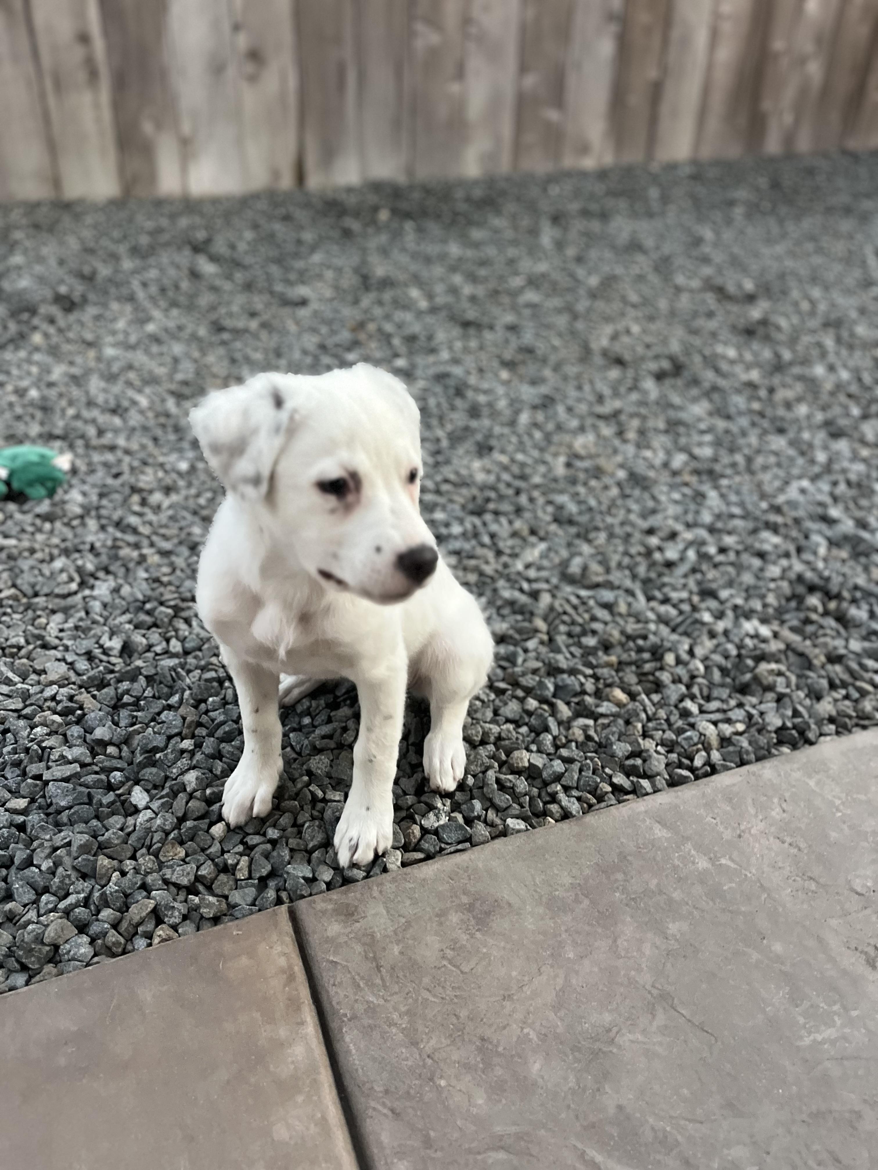 Stella , a ADOPTABLE mixed breed in Poway, CA image 6/6