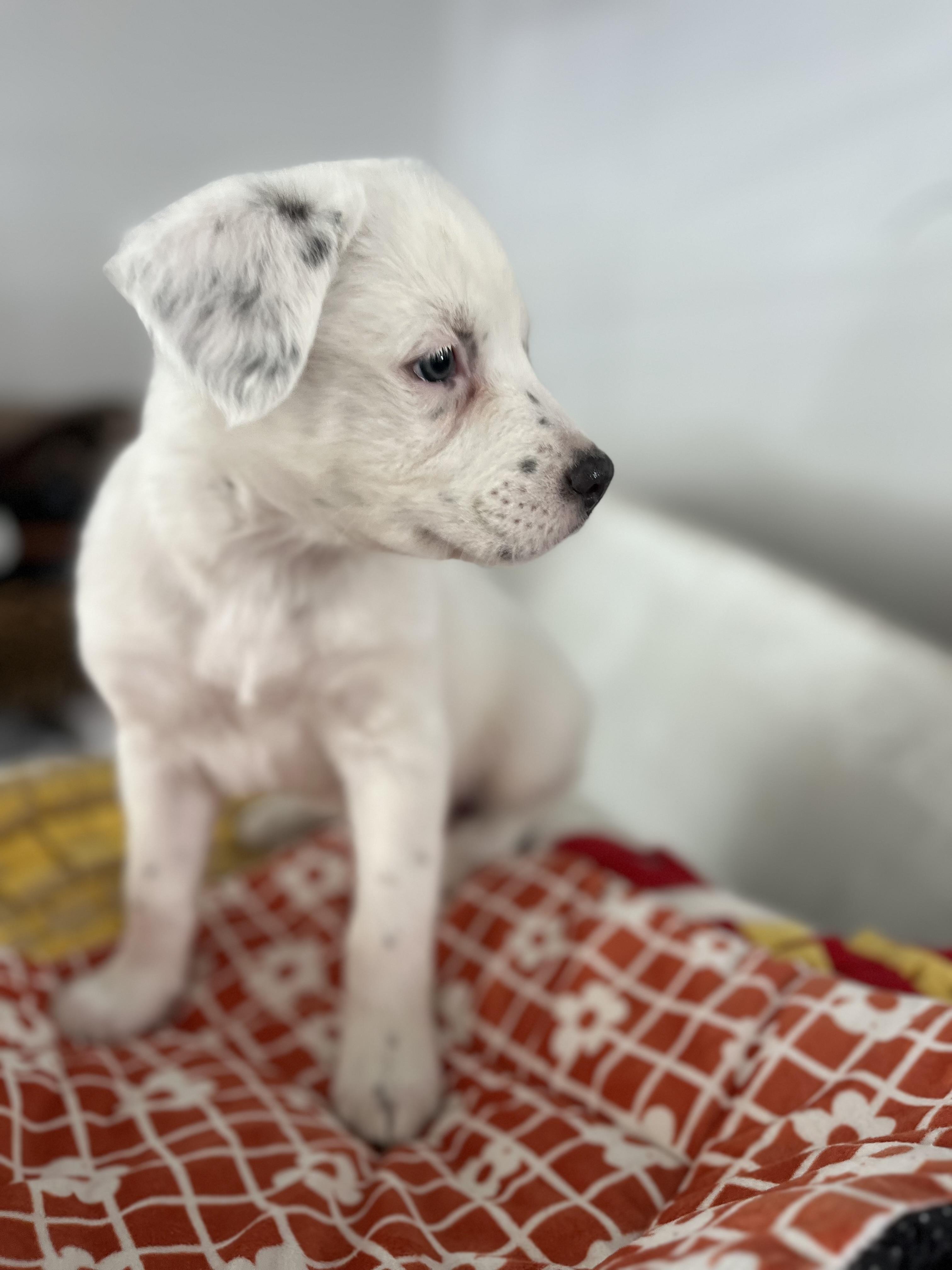 Stella , a ADOPTABLE mixed breed in Poway, CA image 3/6