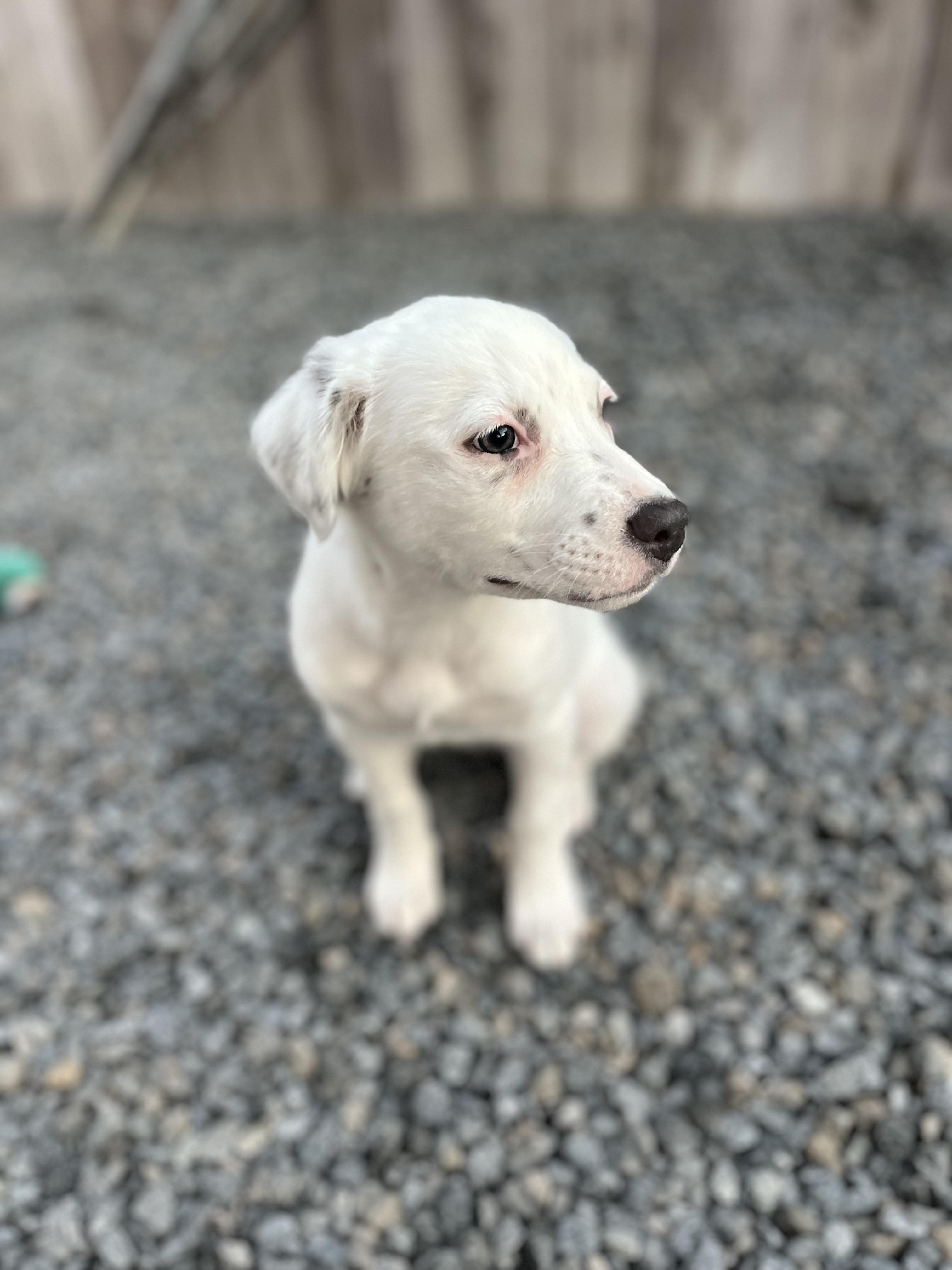 Stella , a ADOPTABLE mixed breed in Poway, CA image 5/6